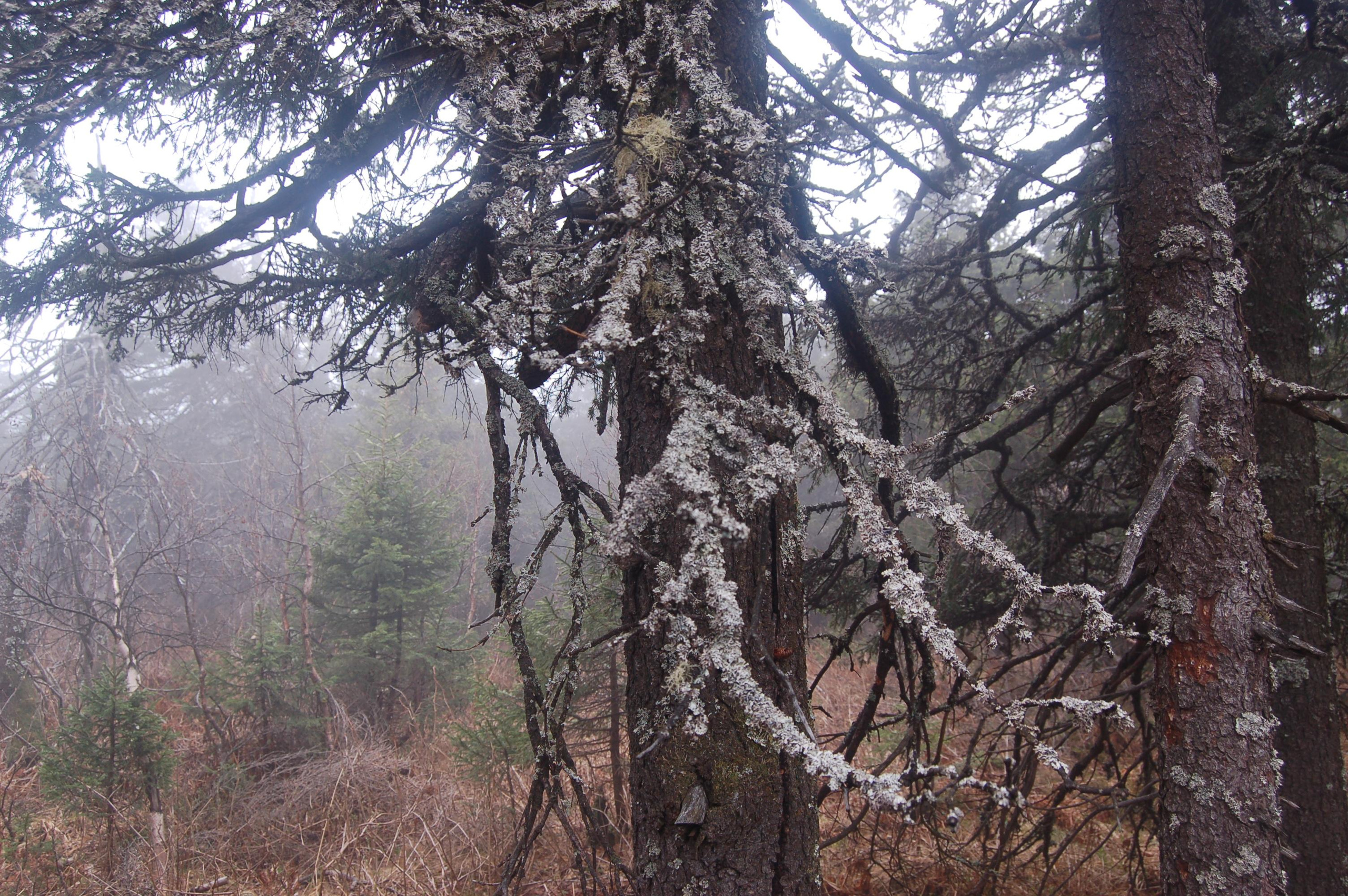 Гора Юрма. Фото и жизнь