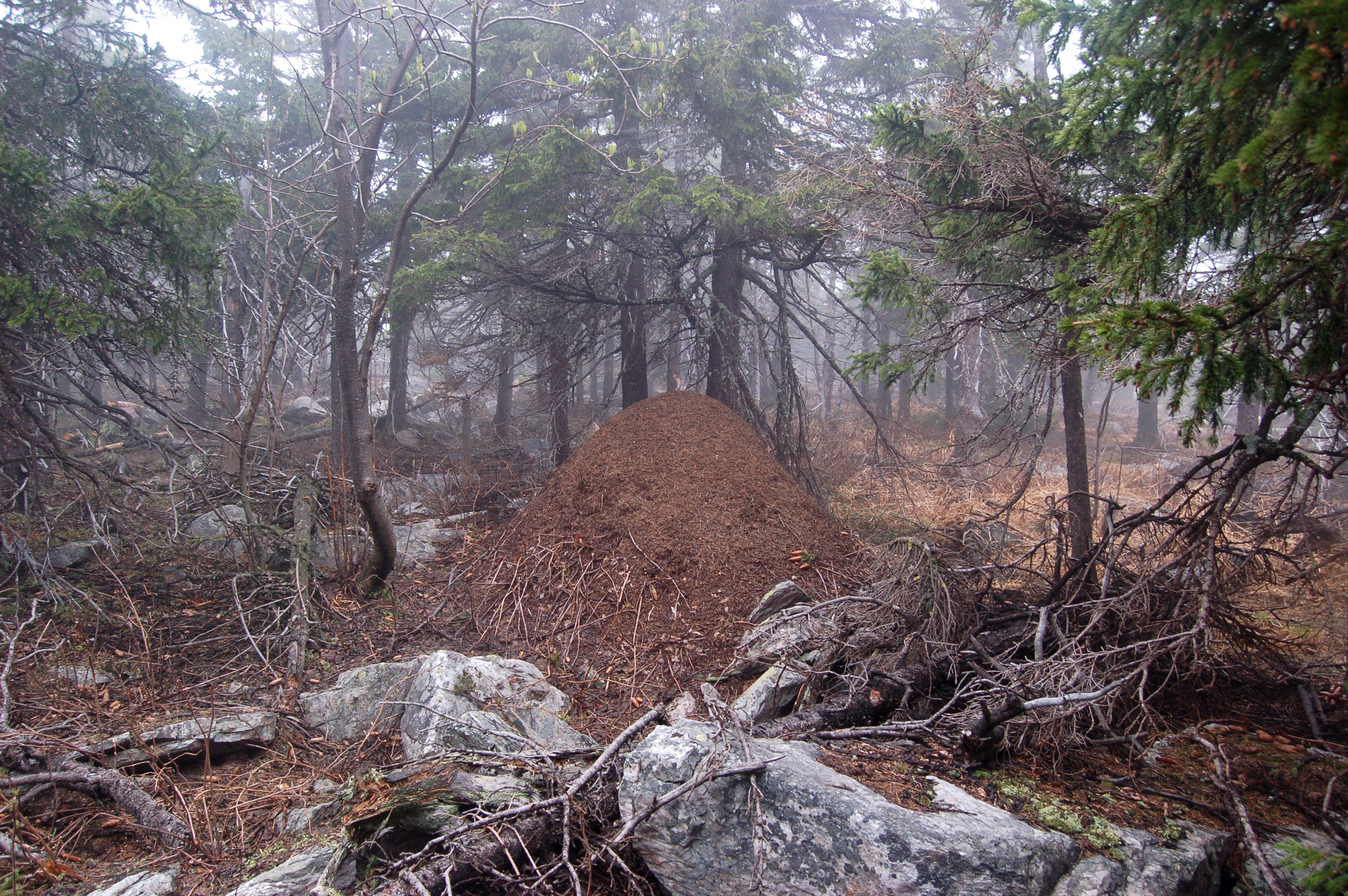 Гора Юрма. Фото и жизнь