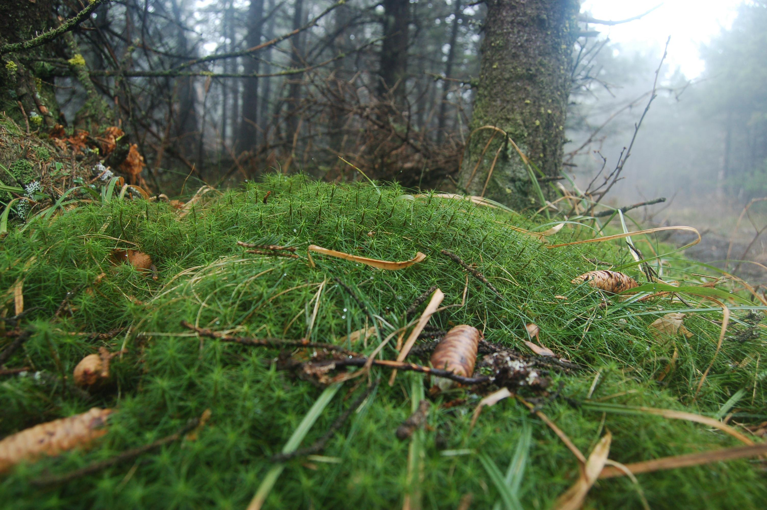 Гора Юрма. Фото и жизнь