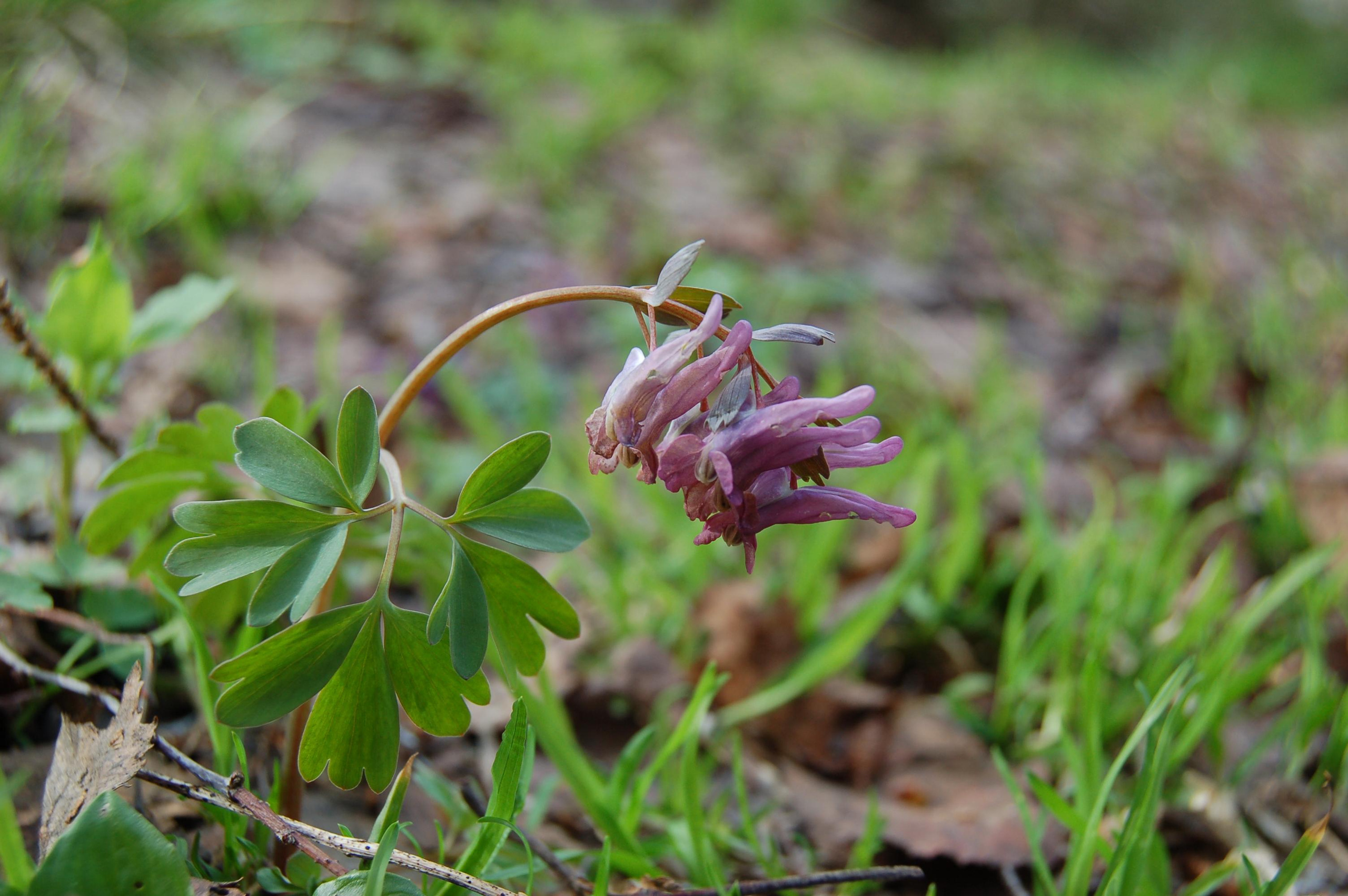 Гора Юрма. Фото и жизнь