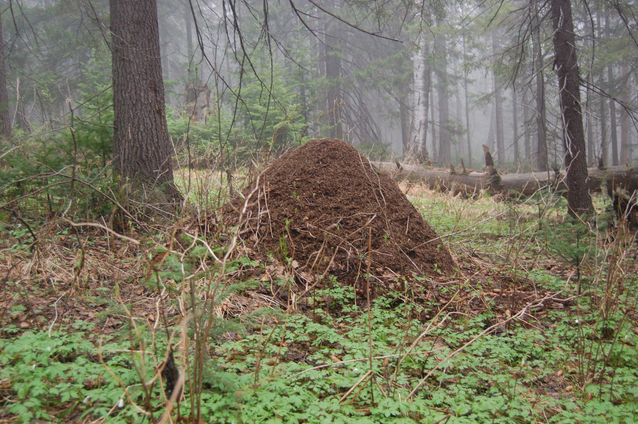 Гора Юрма. Фото и жизнь