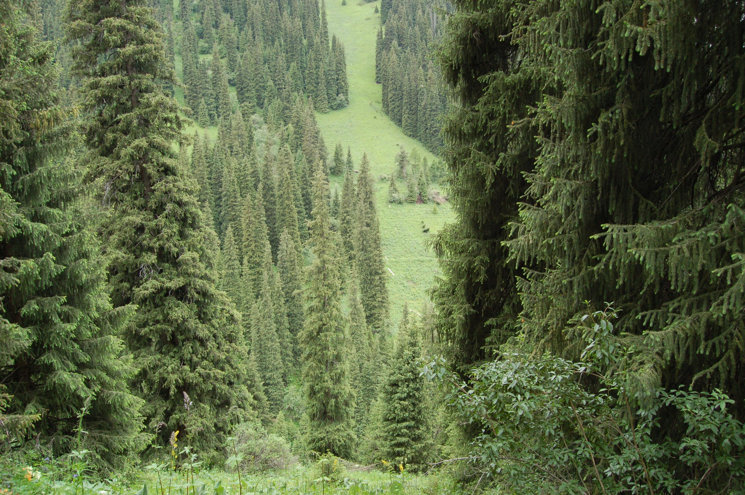 Прогулка по городу Алма́-Ата́ и его окрестностям. Фото и жизнь