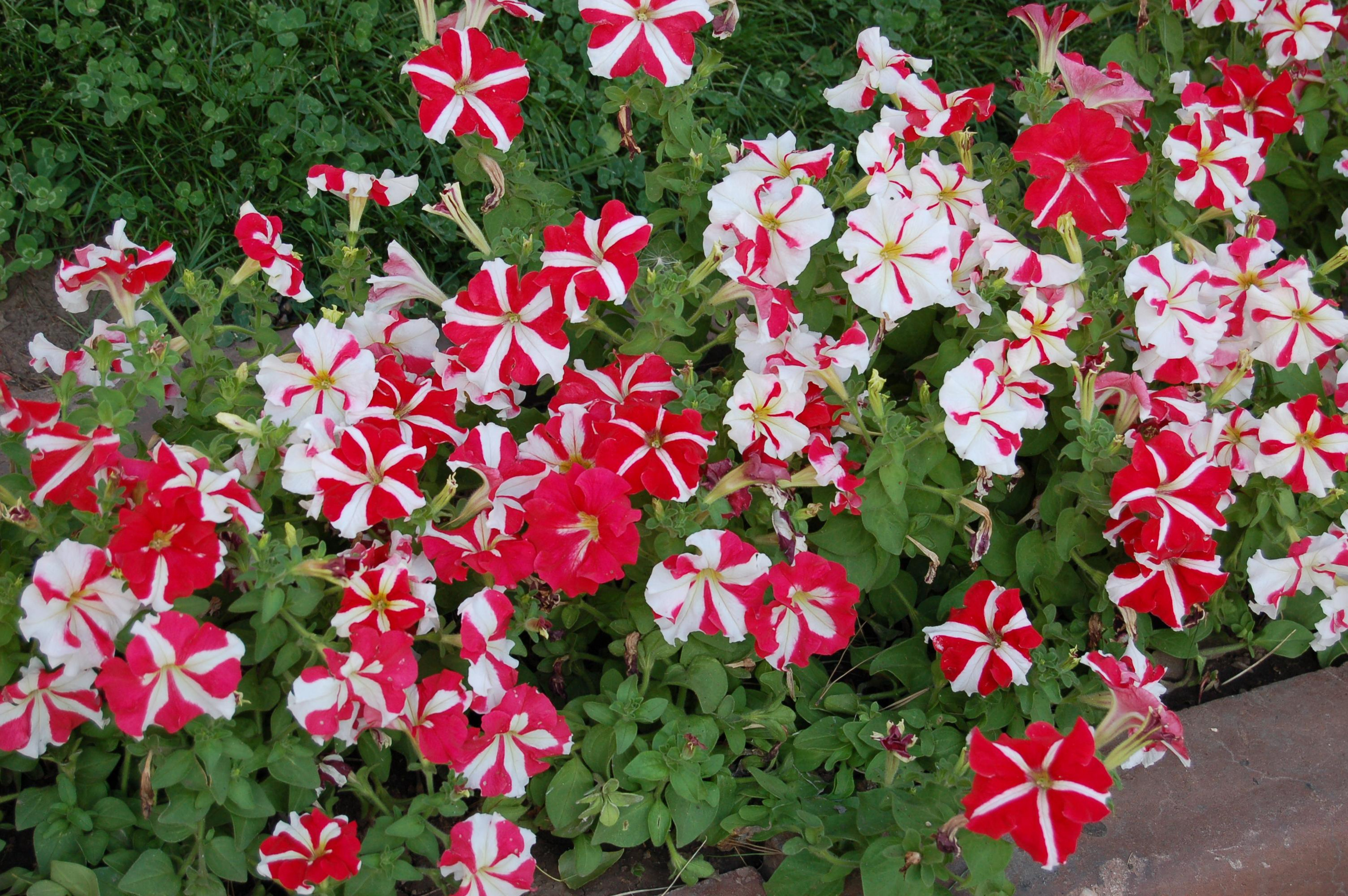 Прогулка по городу Алма́-Ата́ и его окрестностям. Фото и жизнь