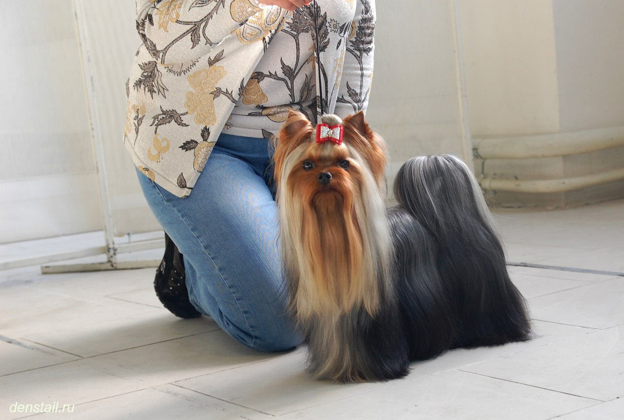 2014 г Результаты выставок. Питомник Йоркширских терьеров Дэнстайл в Санкт-Петербурге заводчик Тих