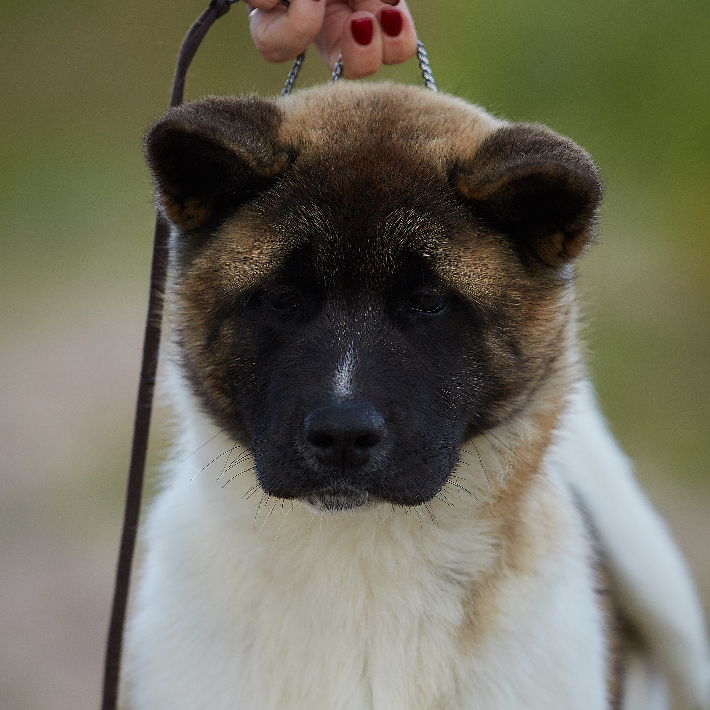 FREE AMERICAN AKITA PUPPIES. AMERICAN AKITA RUBYLIGHT KENNEL I SHIBA-INU