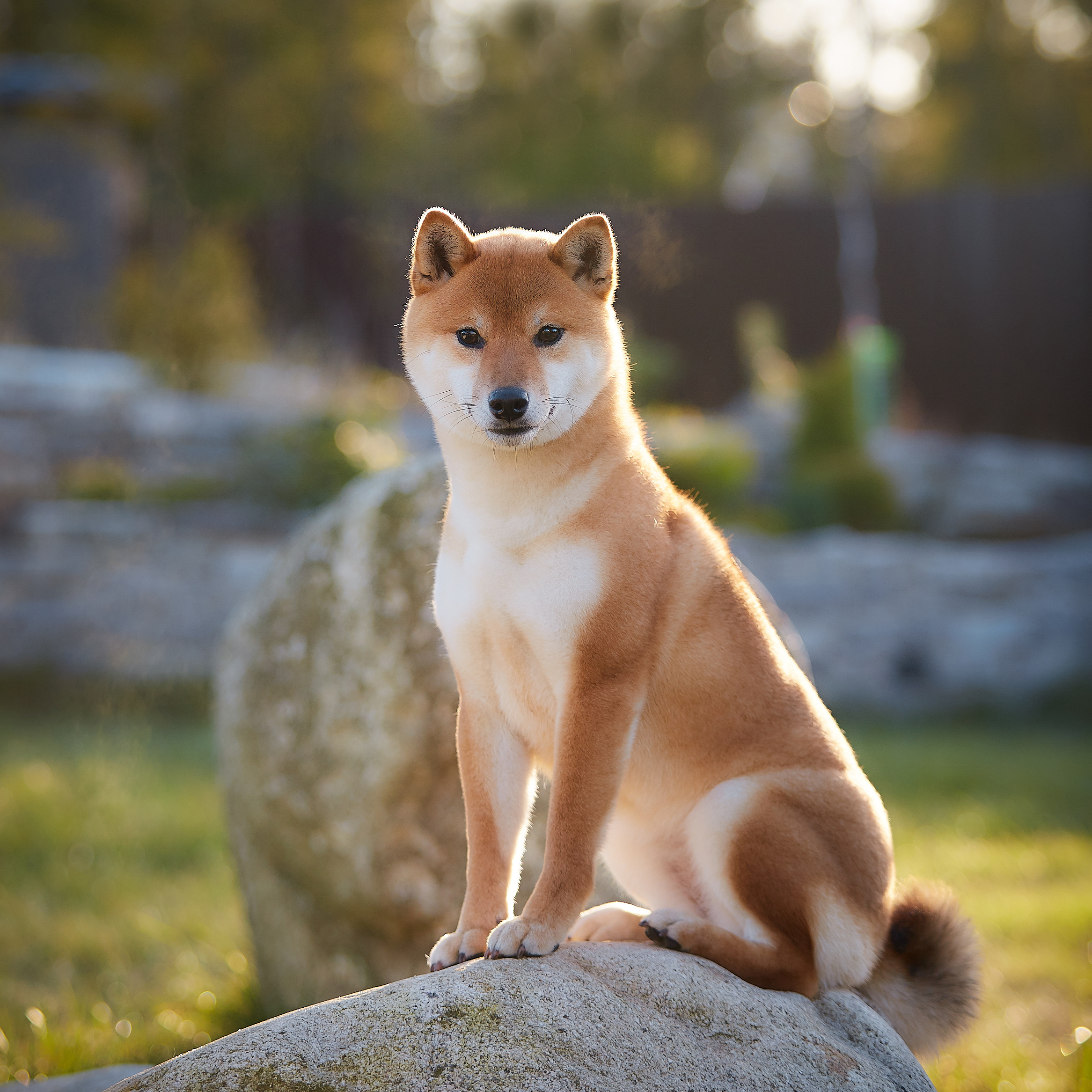 Choosing between a cat and a dog?. AMERICAN AKITA RUBYLIGHT KENNEL I SHIBA-INU