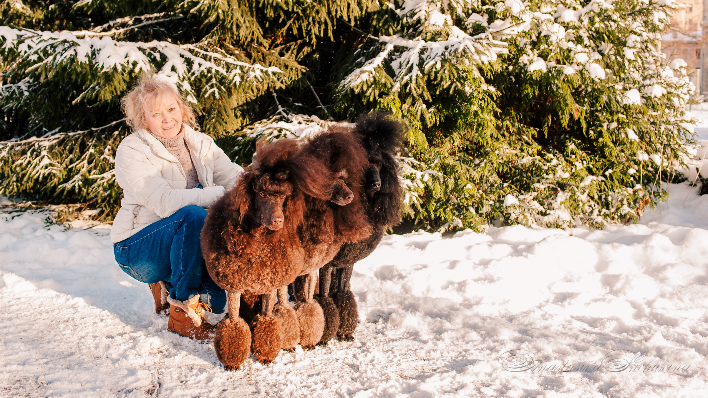 История питомника. Питомник Больших Пуделей «Мое Соло»