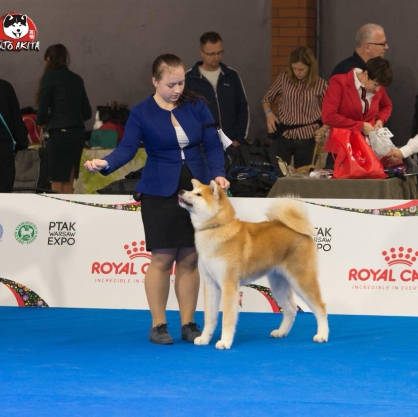 Dog show 2018. SHIOMARU Питомник сиба и акита-ину