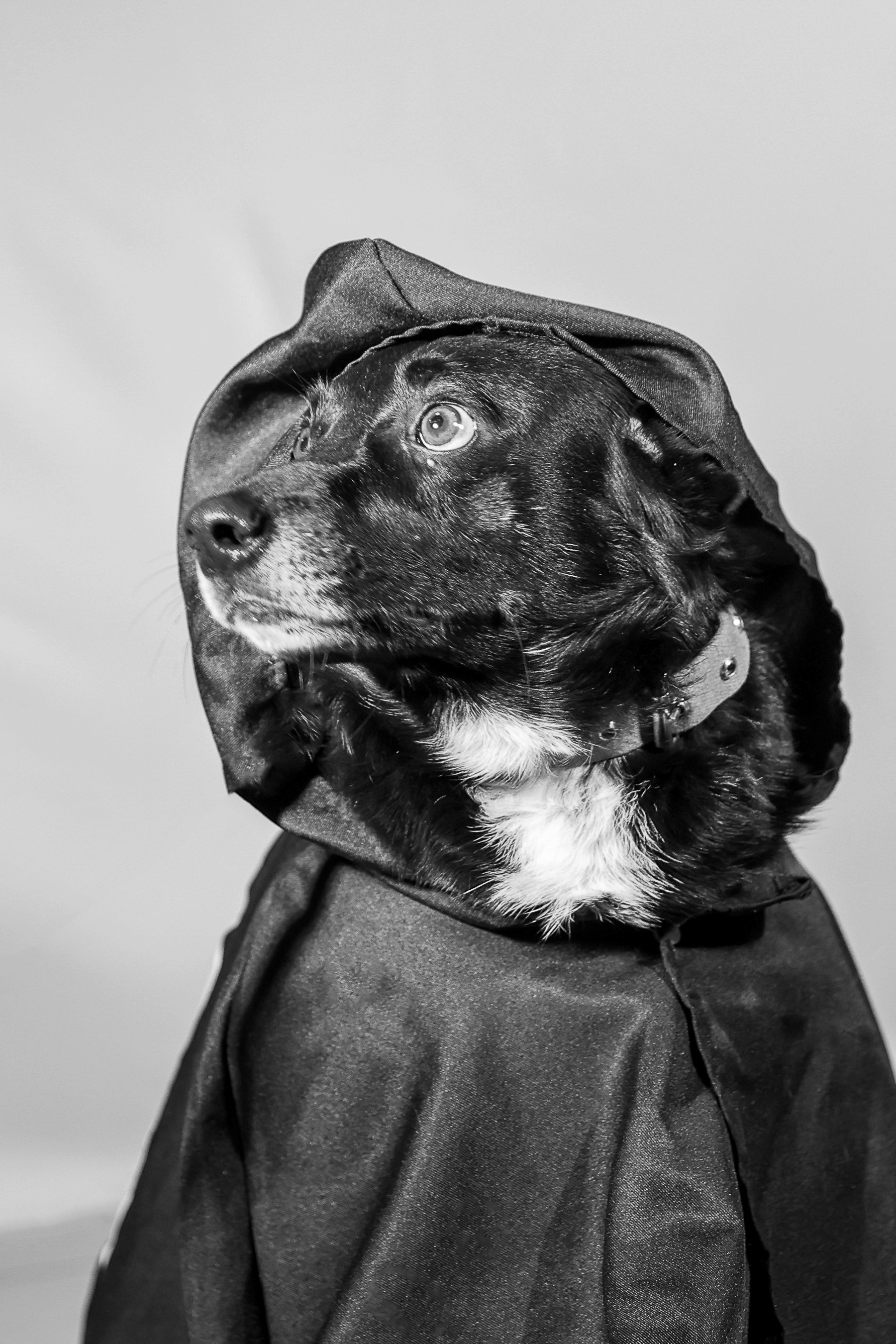 Приют четвероногий АНГЕЛ. Фотограф 📸 семейный, предметный, репортажный