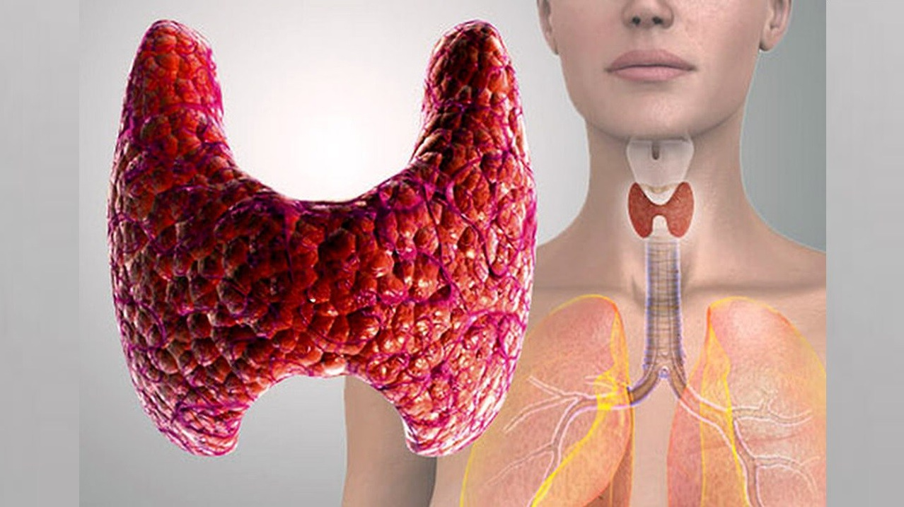 Любая патология щитовидной железы - какими препаратами компании Сово-Сова лечить