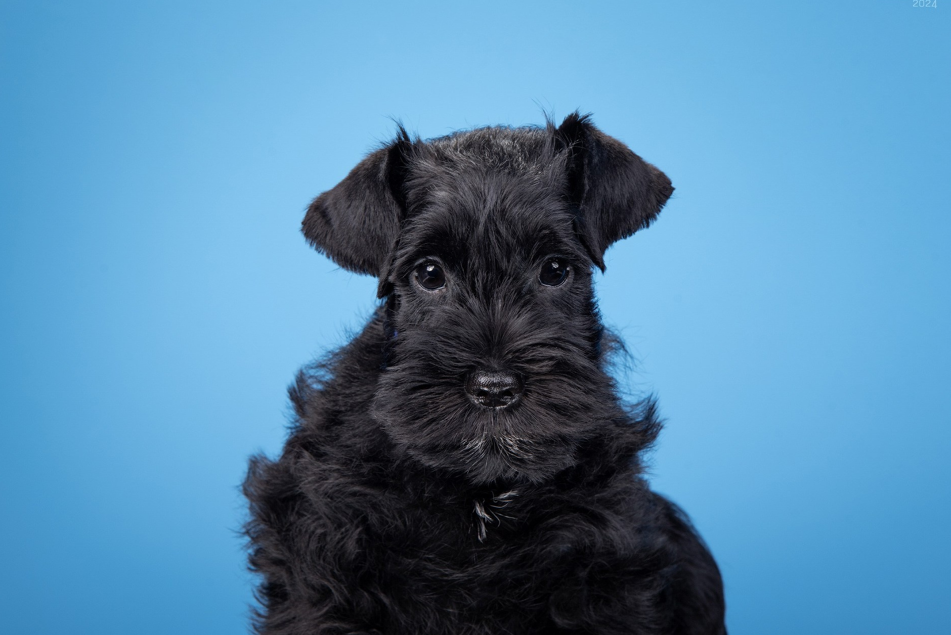 Фоны для предпродажной фотосессии щенков. Фотограф собак в Москве и Московской области Иванушкина Мария