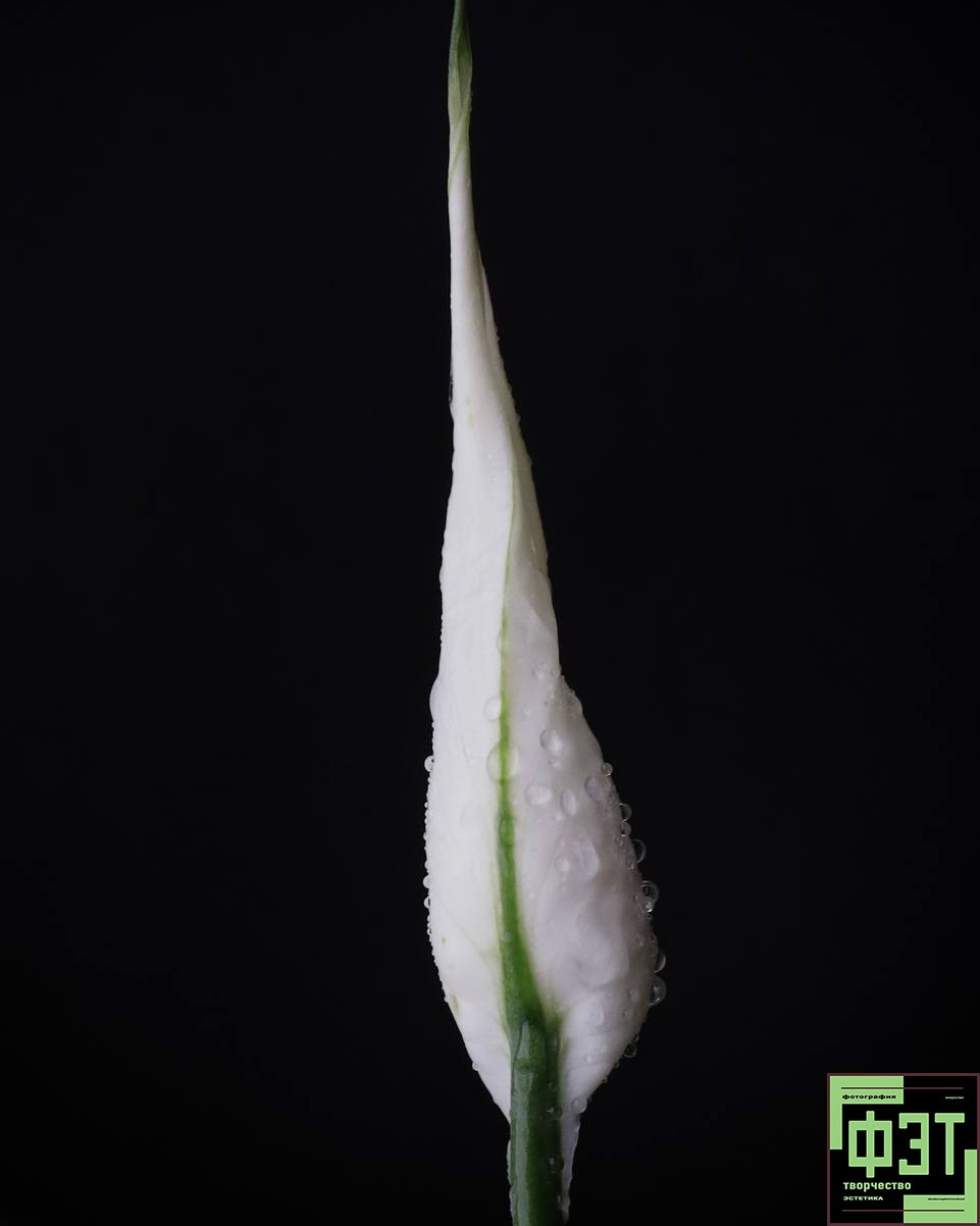 Альбом 08.03.26 в рамках ФЭТ