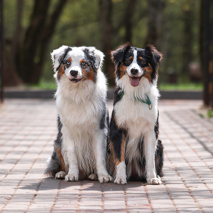 BLGKV питомник собак