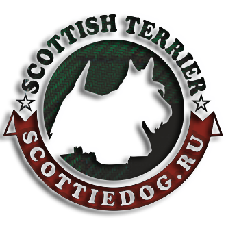 scottiedog.ru информационный портал о породе собак шотландский терьер