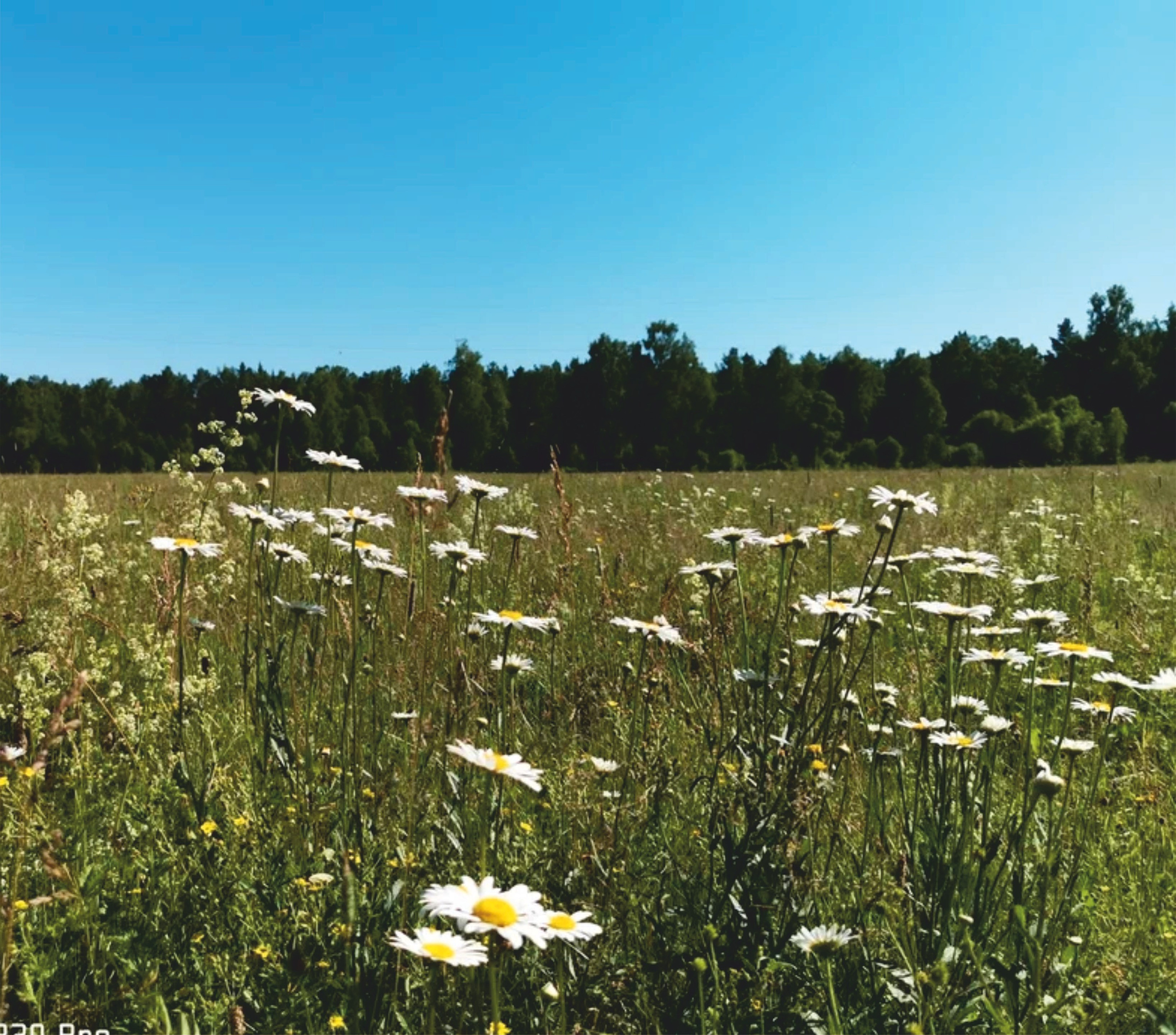 Озеро Куреево. Банк земельных участков Алтая