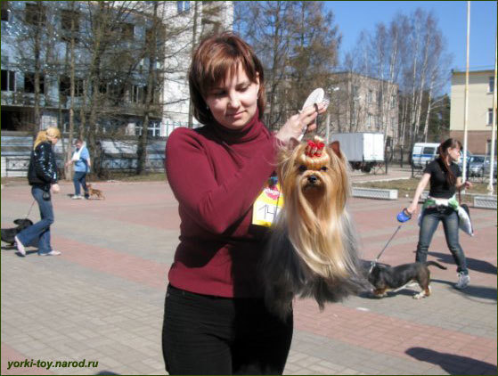 2009-2010 г Результаты выставок. Питомник Йоркширских терьеров Дэнстайл в Санкт-Петербурге заводчик Тих