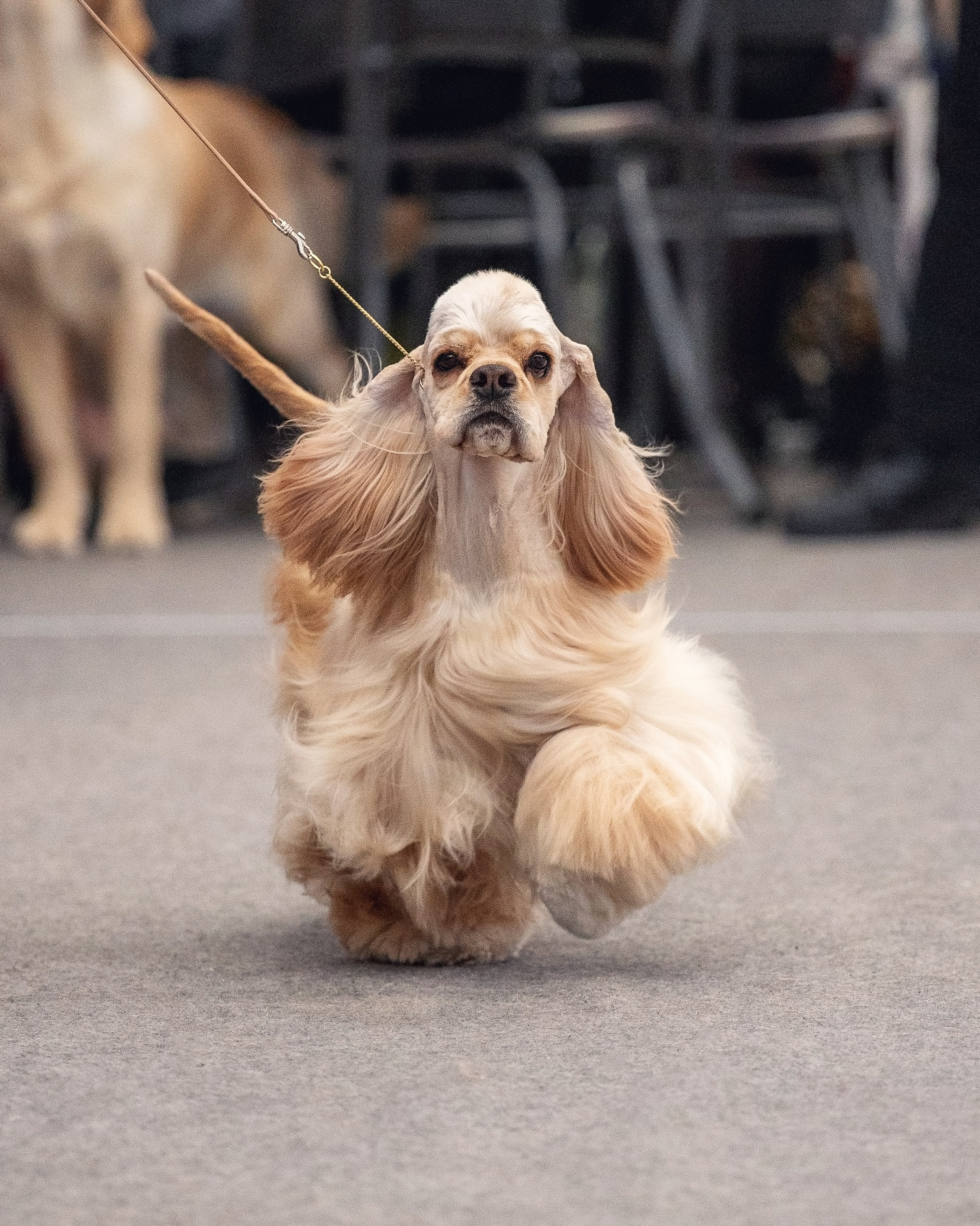 YULA KOLESOVA | Фотограф — Анималист | Художник | Тюмень