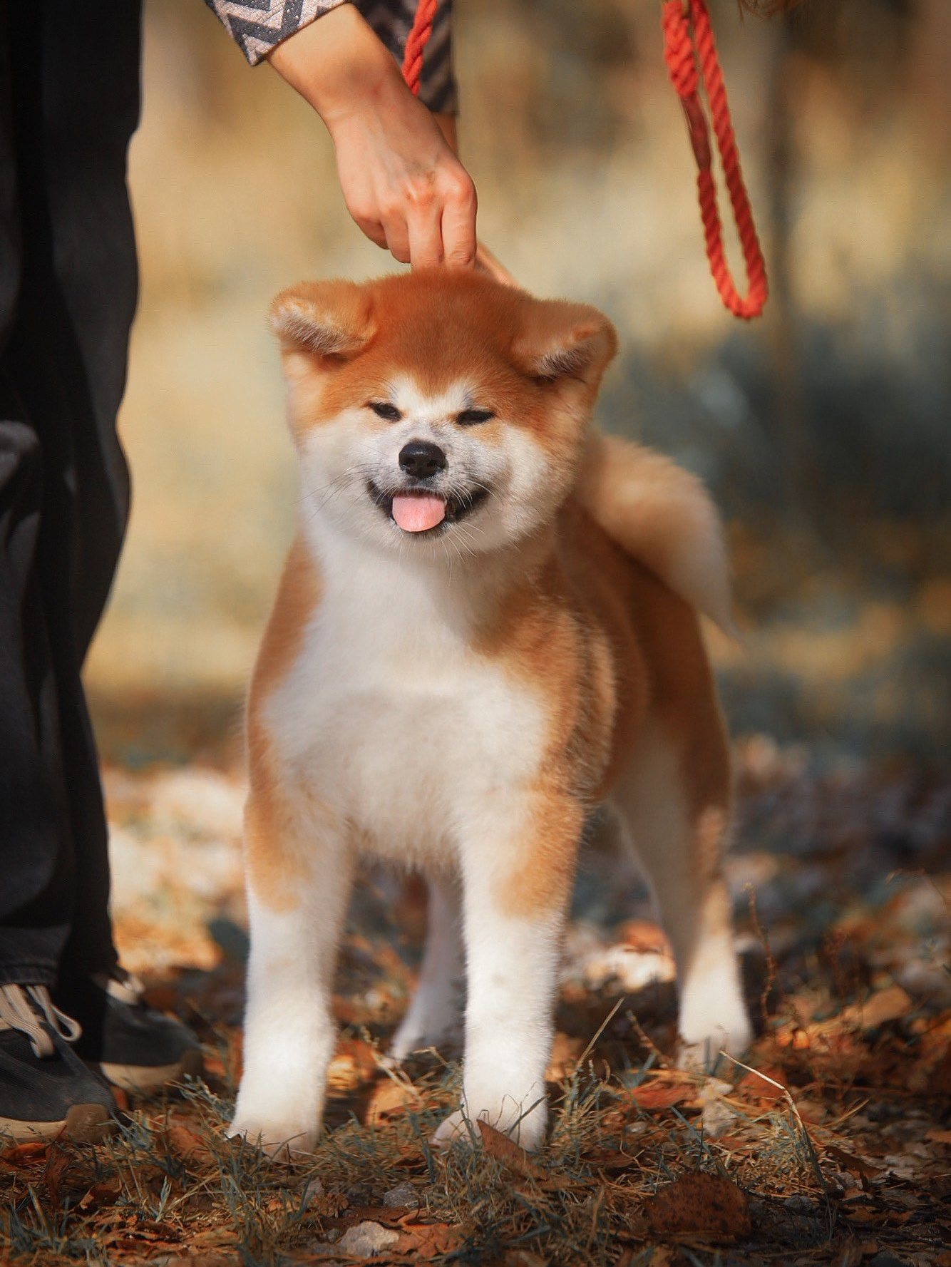 Red puppies. Kennel Akita inu