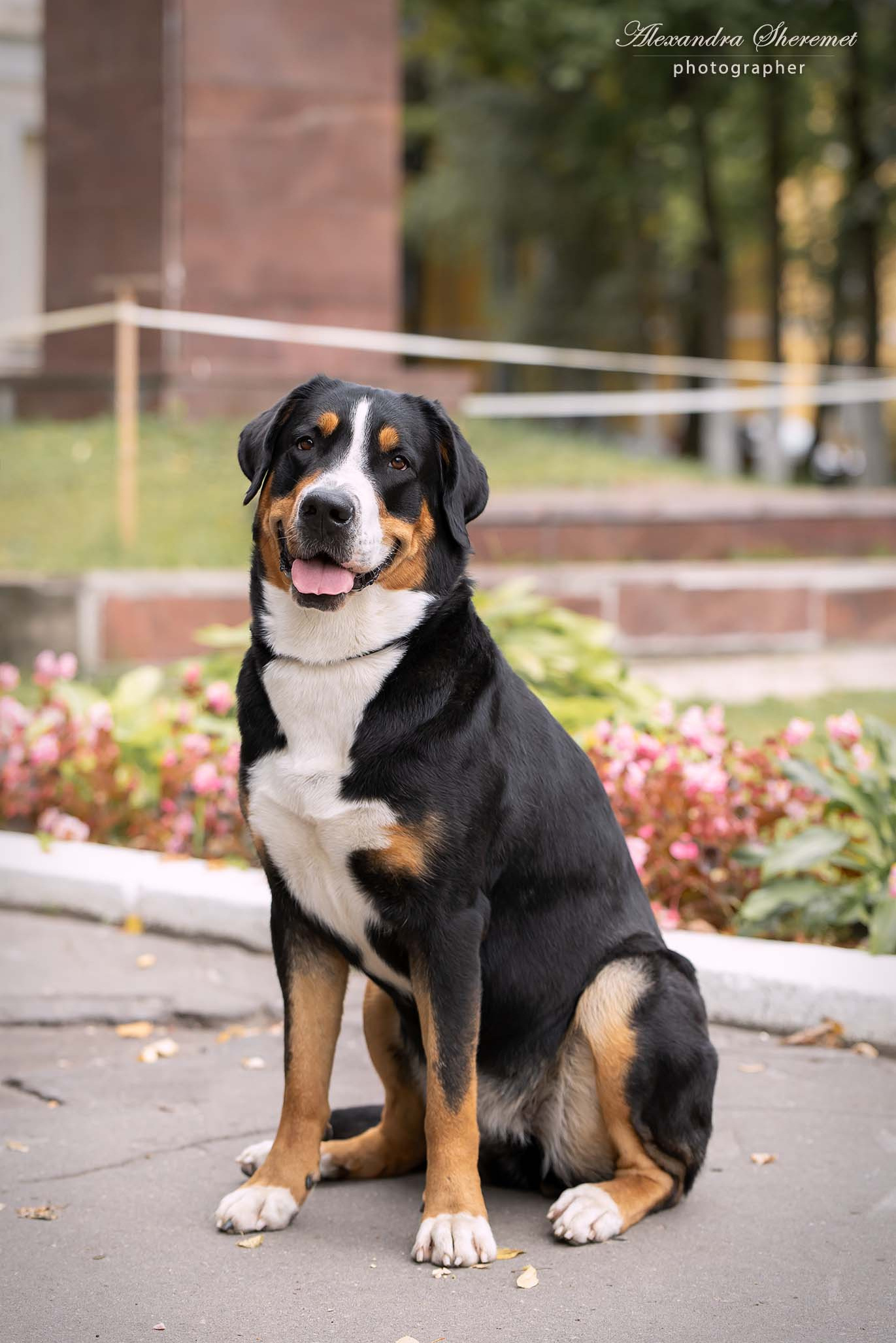 Sanbirds Annabelle bon Ami