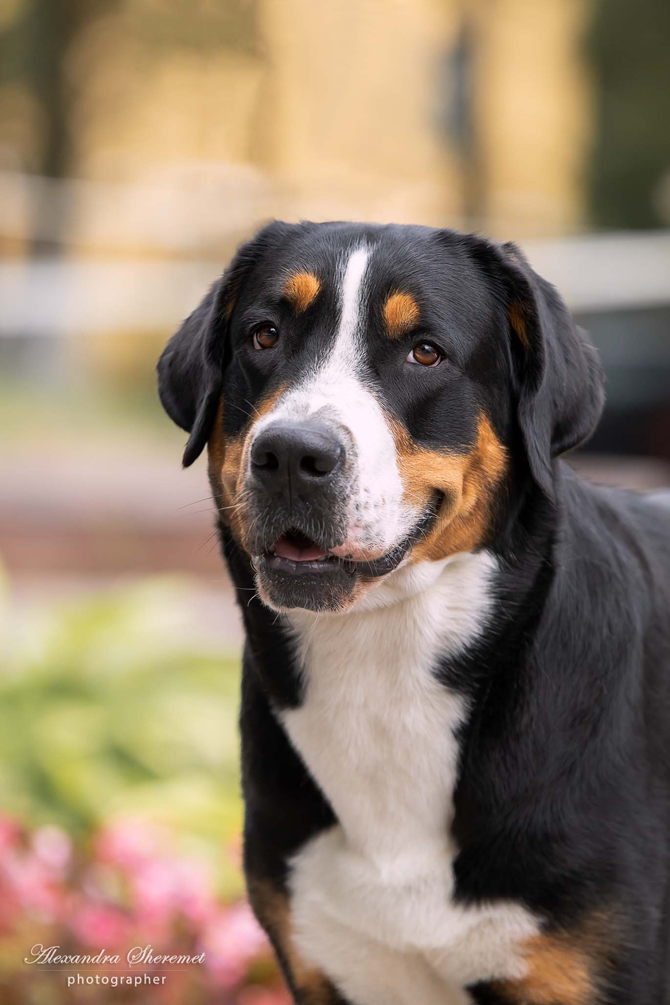 Sanbirds Annabelle bon Ami