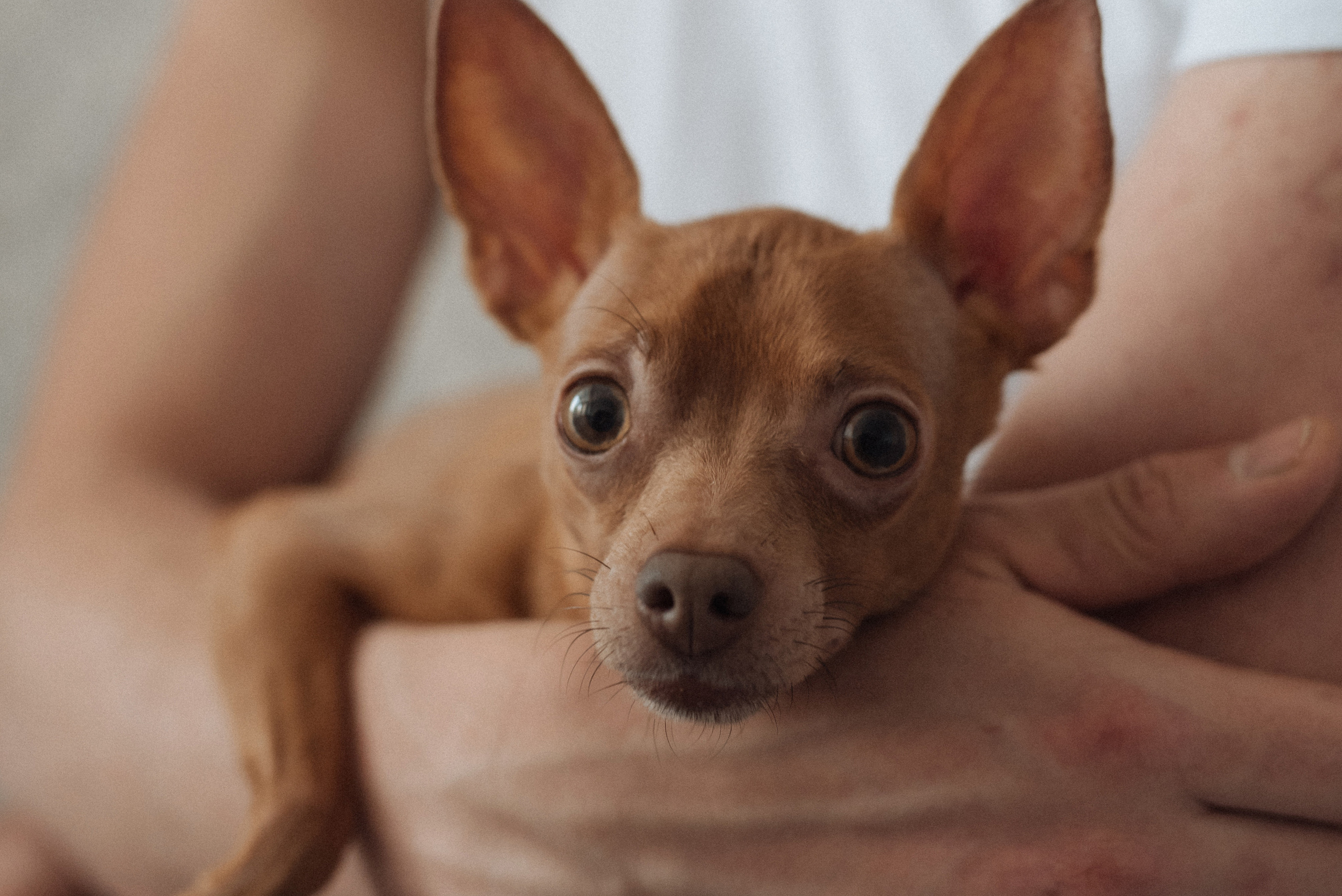 Подготовка к домашней фотосессии. Свадебный, портретный, фотограф беременности в Нижнем Новгороде Алина Зиновьева