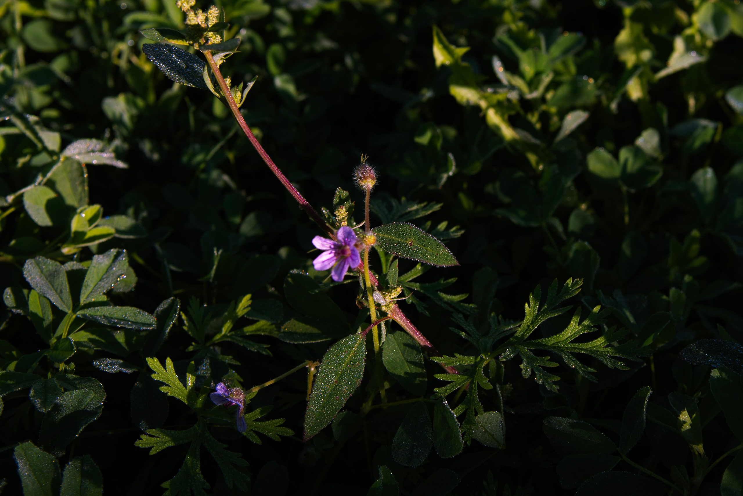 роса на траве