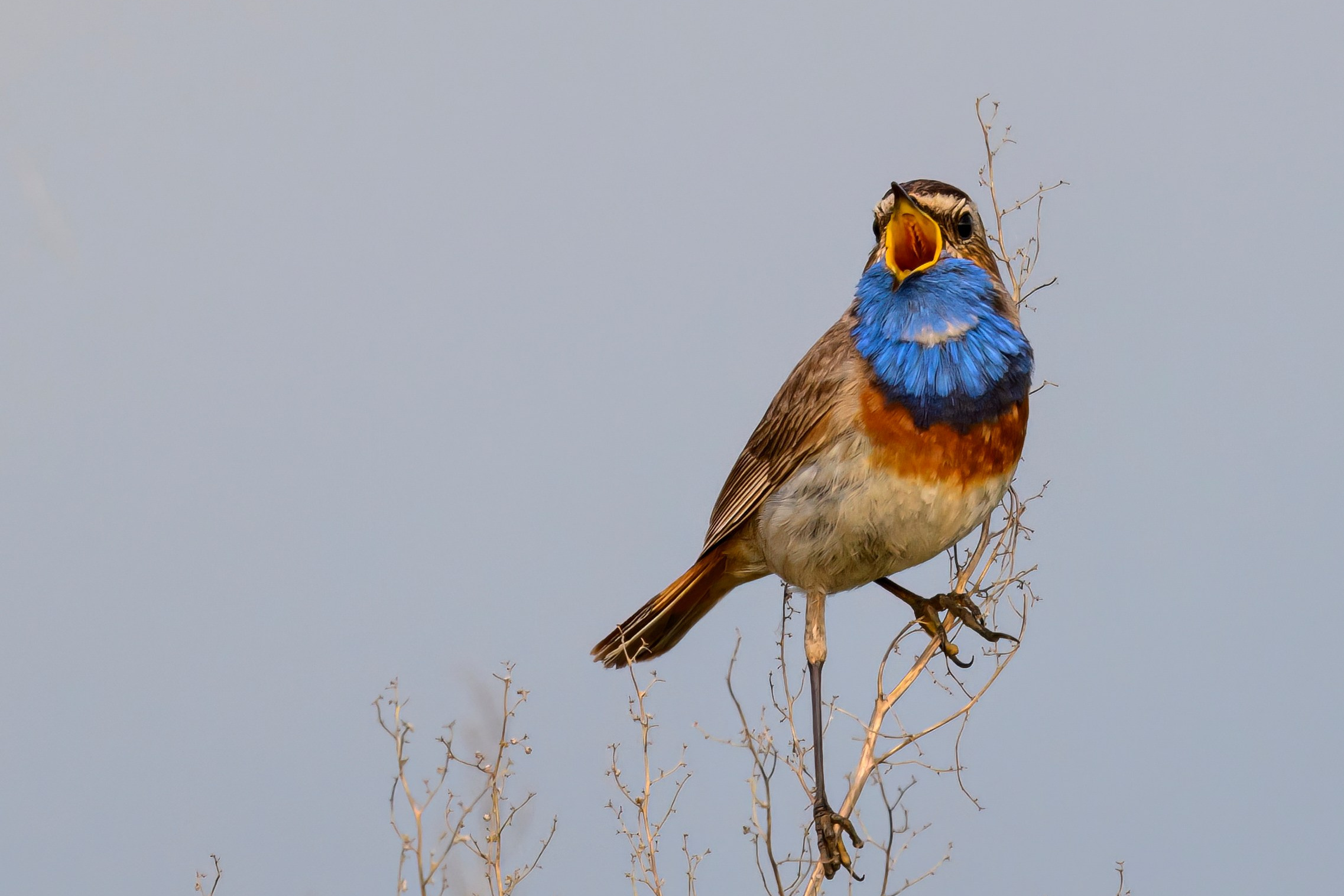 Веретенник и пожар на болоте. Фотограф Сергей Пупонин