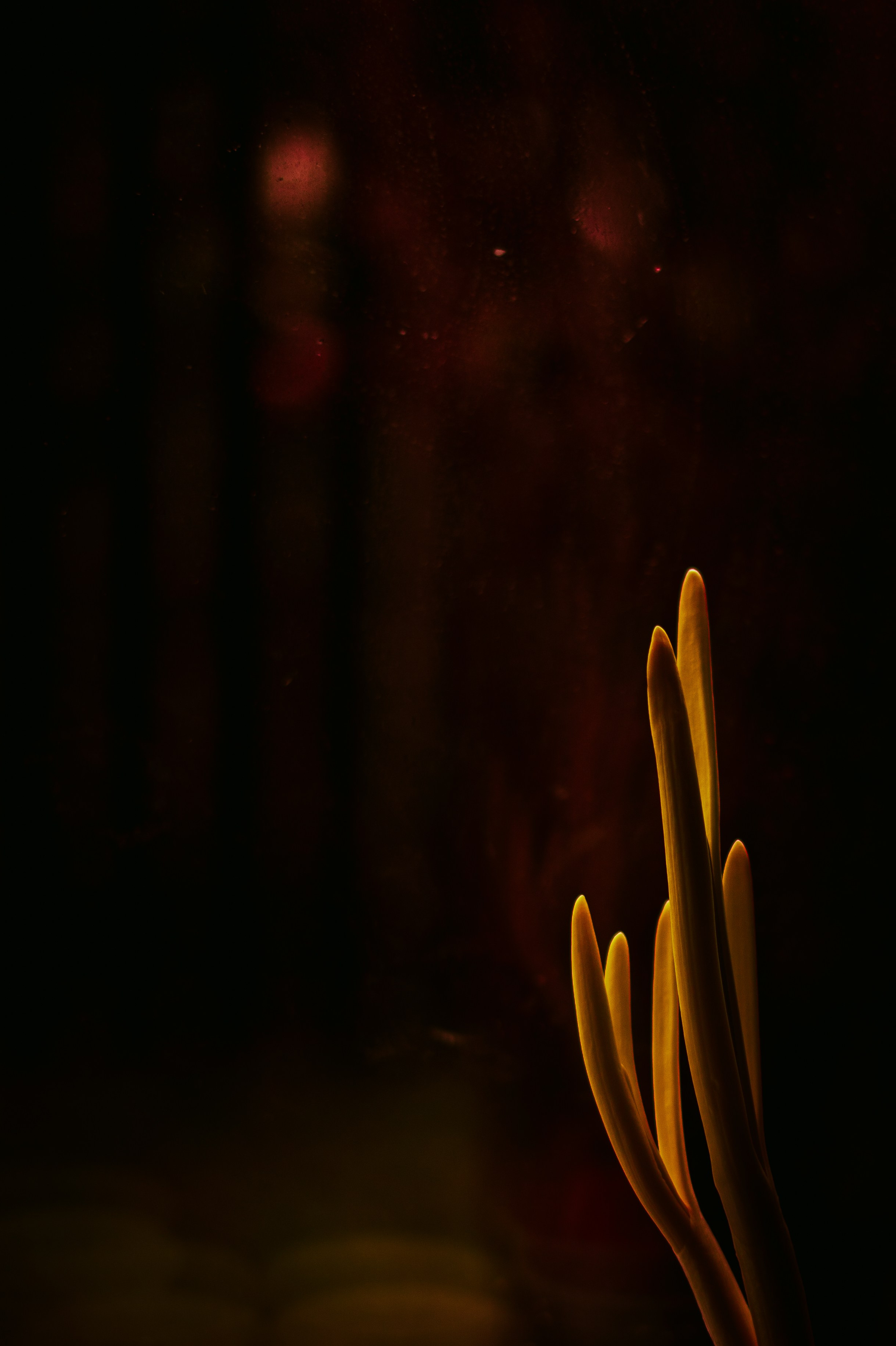 365 Фоточеллендж | 365 Photochallenge. Семейный и детский фотограф Гончарова Елена | Волжский, Волгоград