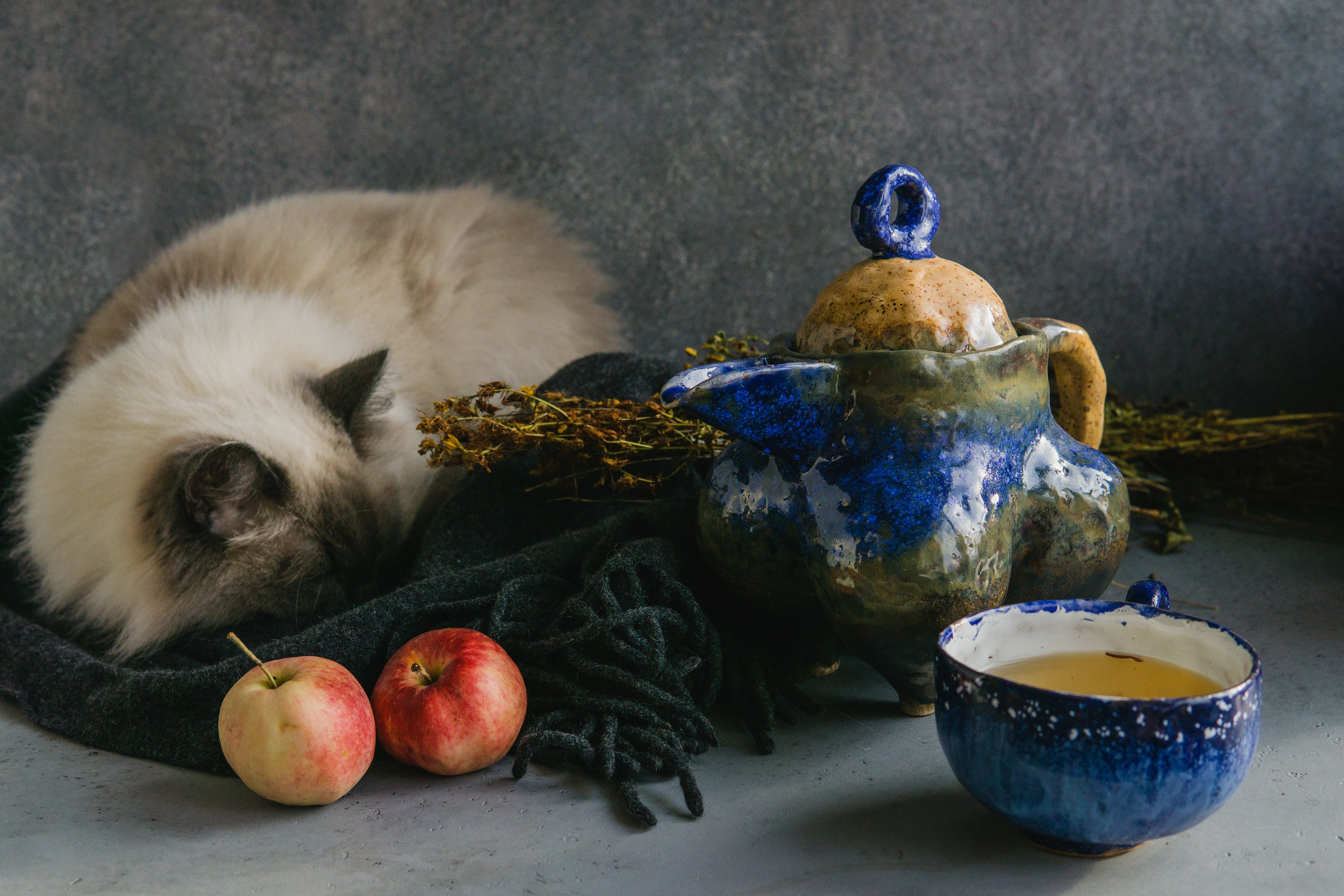 Домашняя фотосессия котиков. Saamill