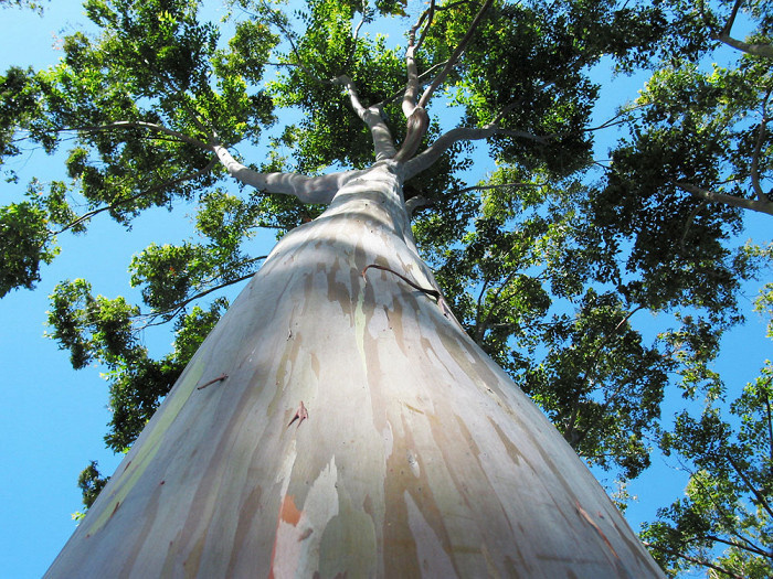 Масло эвкалипта. VDAO.RU — исцеляющие практики