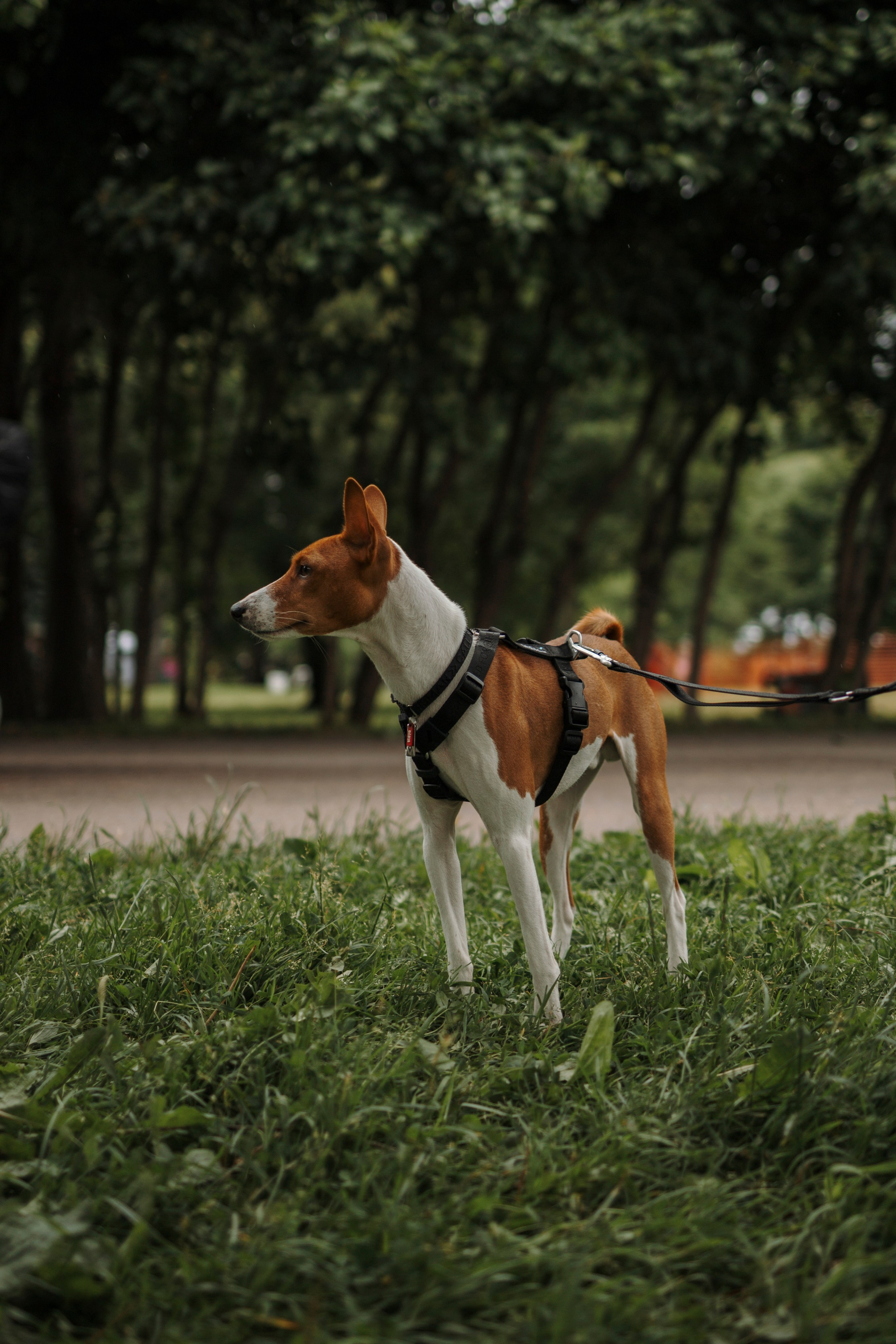 Фотограф-анималист в Санкт-Петеребурге Титова Алиса