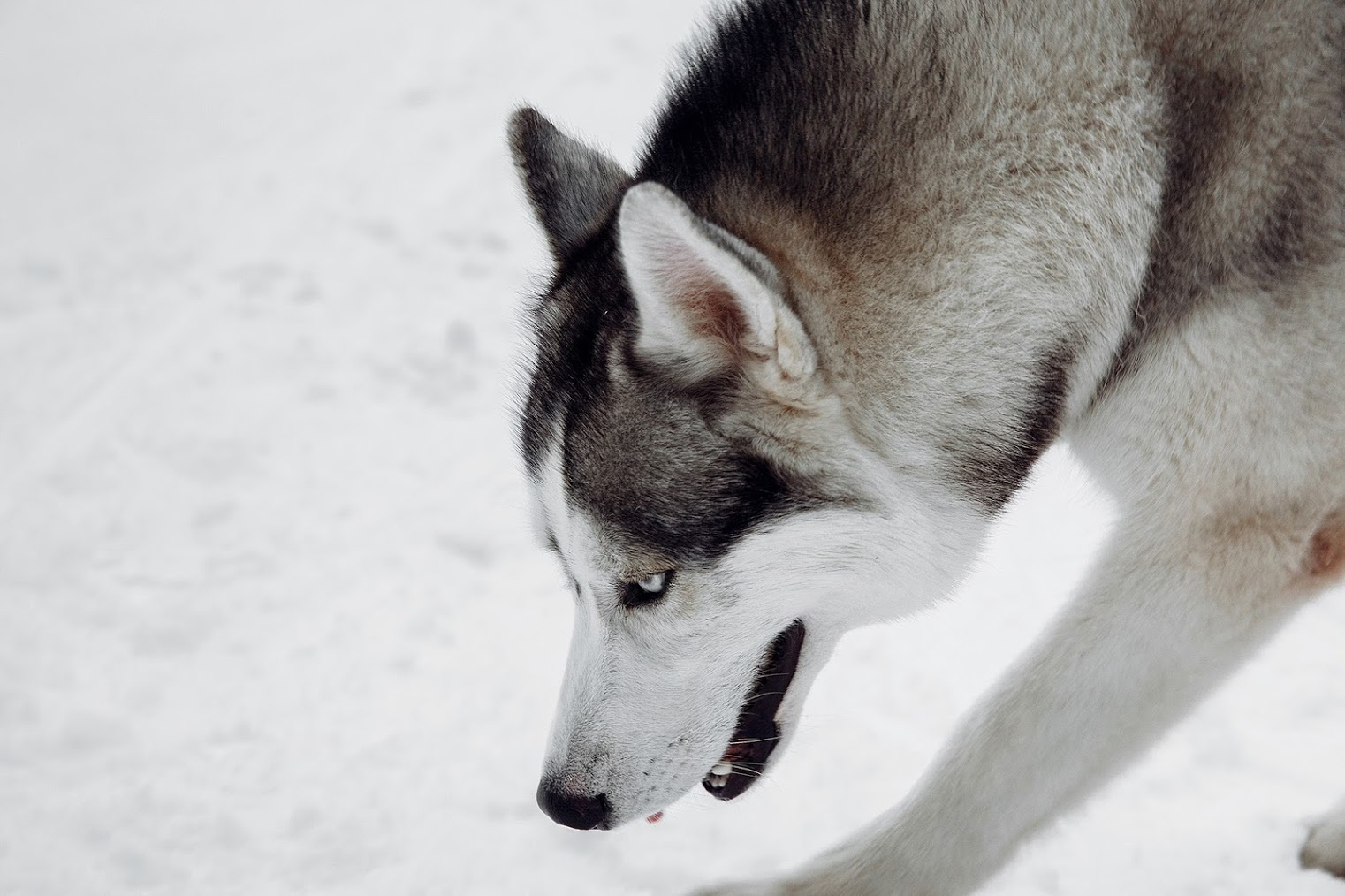 Метаморфозы любви. Inspiration проект. Фотограф Игорь Цаплин