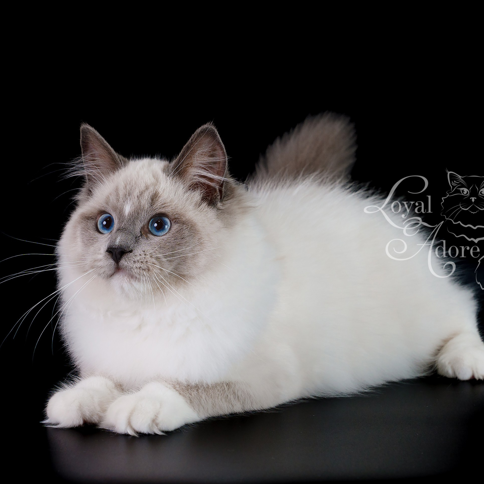 Кошки производители Loyal Adore. Питомник рэгдолл Loyal Adore