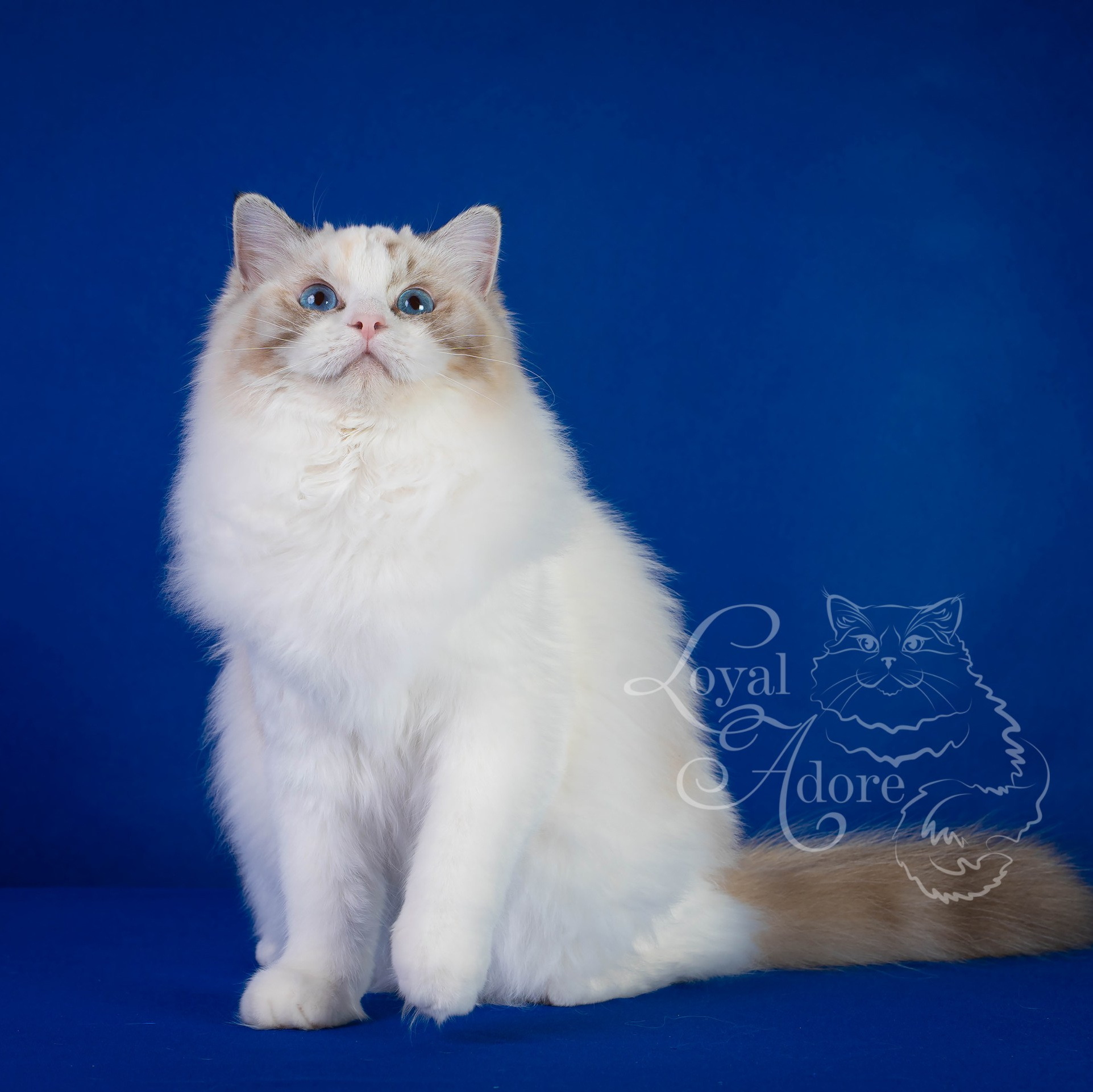 Кошки производители Loyal Adore. Питомник рэгдолл Loyal Adore
