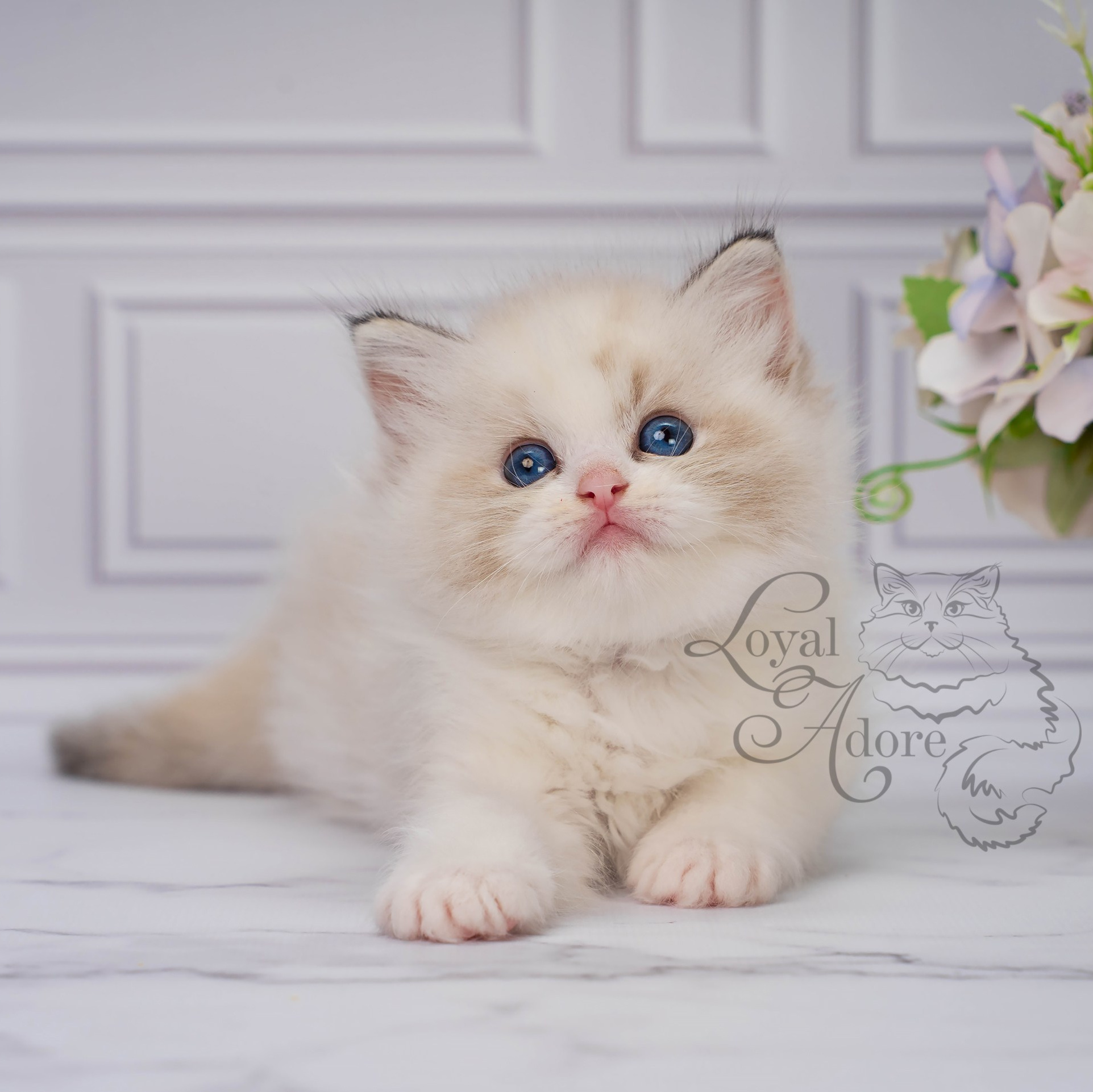 Кошки производители Loyal Adore. Питомник рэгдолл Loyal Adore