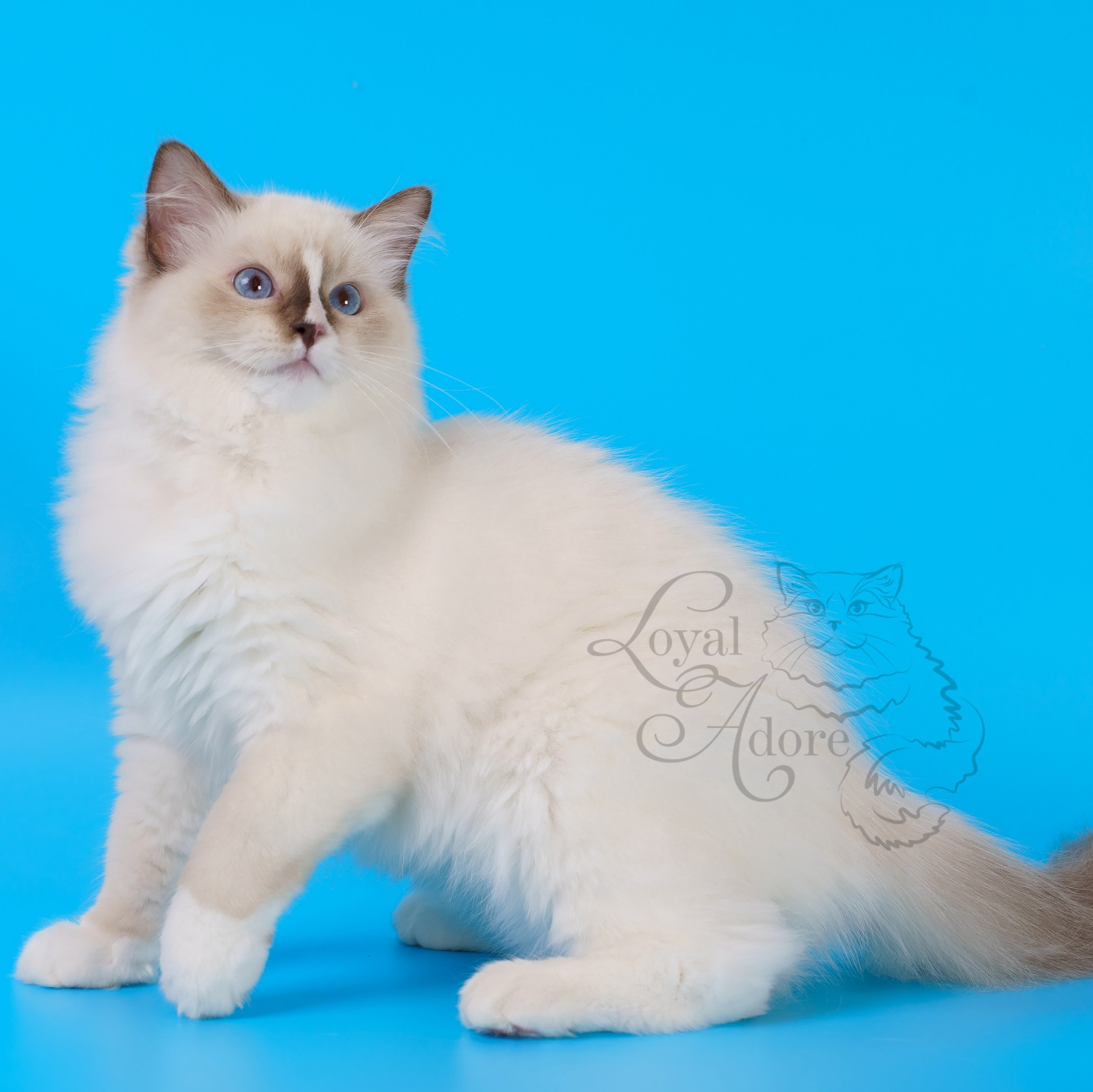 Котята рэгдолл от Loyal Adore. Питомник рэгдолл Loyal Adore