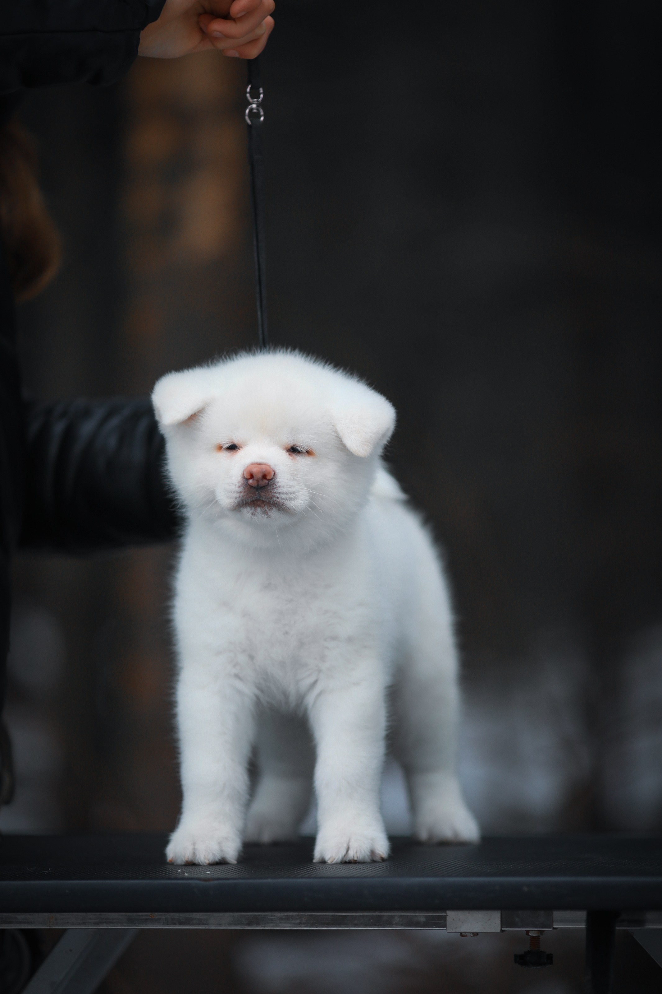 Белые щенки Акита. Kennel Akita inu