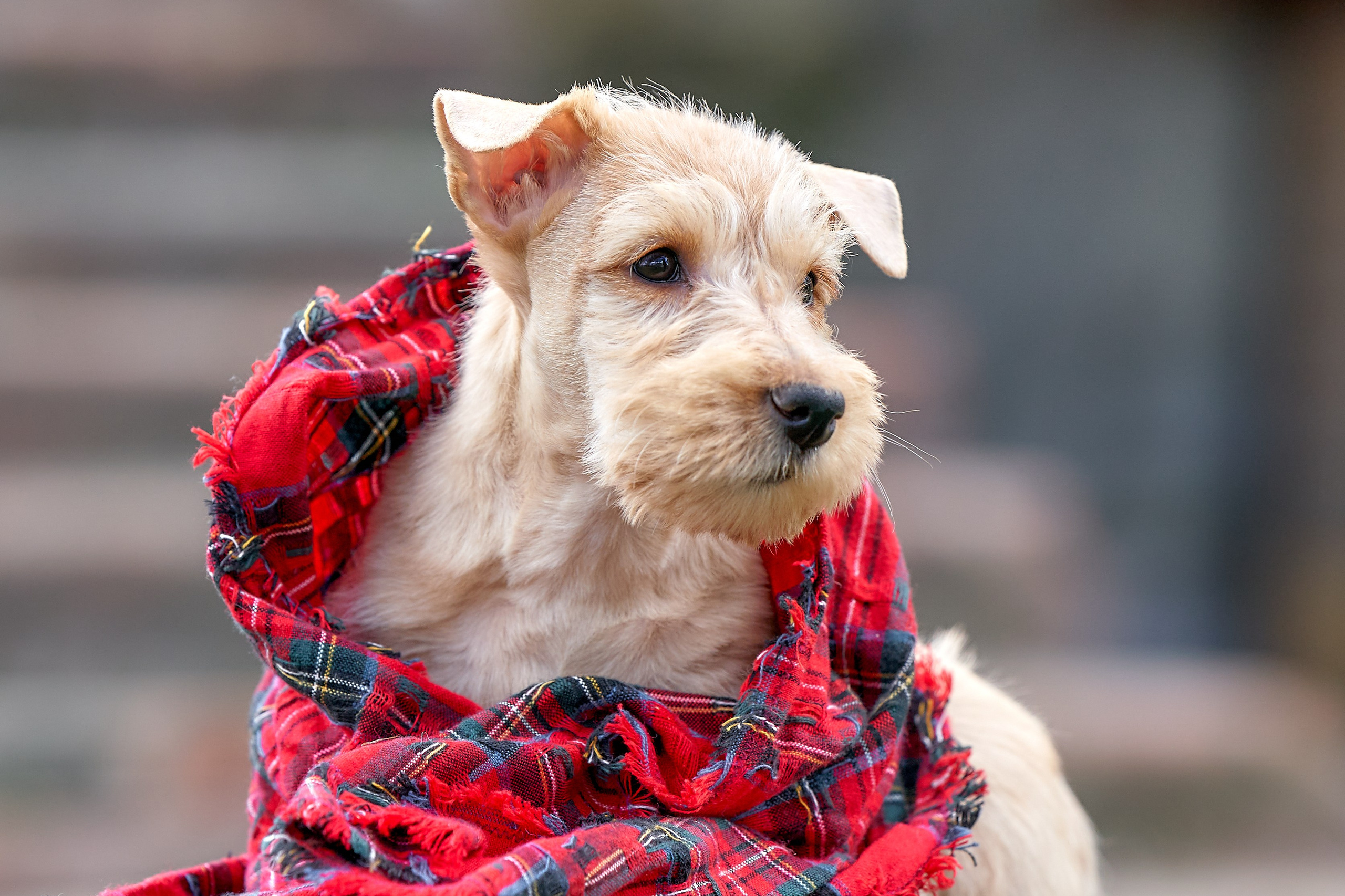 фото щенков на улице в питомнике