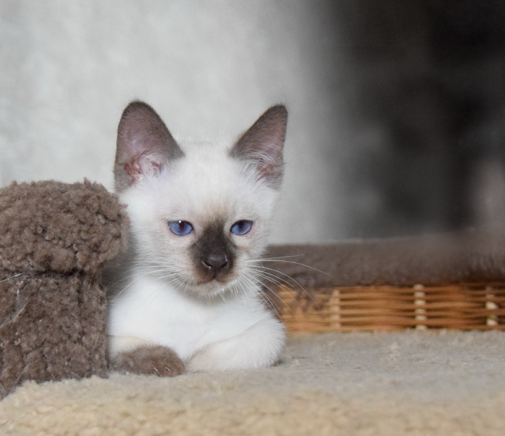 Котята. Питомник тайских кошек в Санкт-Петербурге Noyland