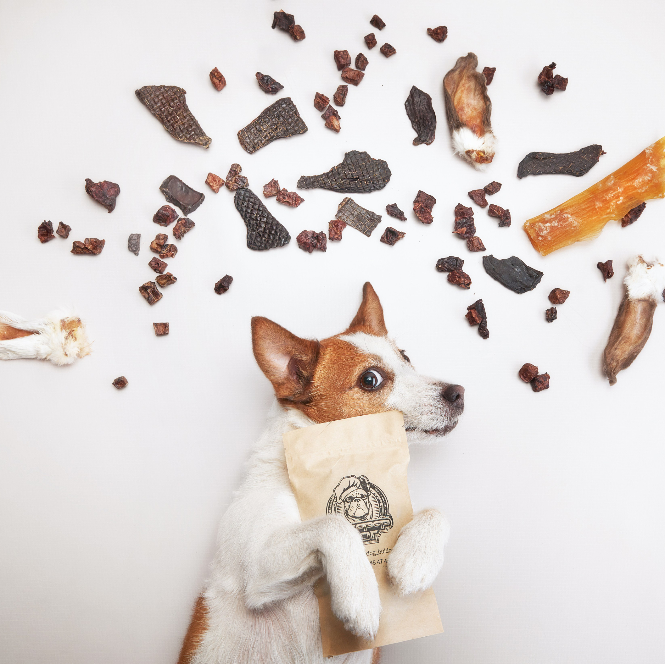 Pet Advertising Photography | Commercial Shoots with Dogs & Cats. Dog photographer Averianova Anna — Art photography of dogs