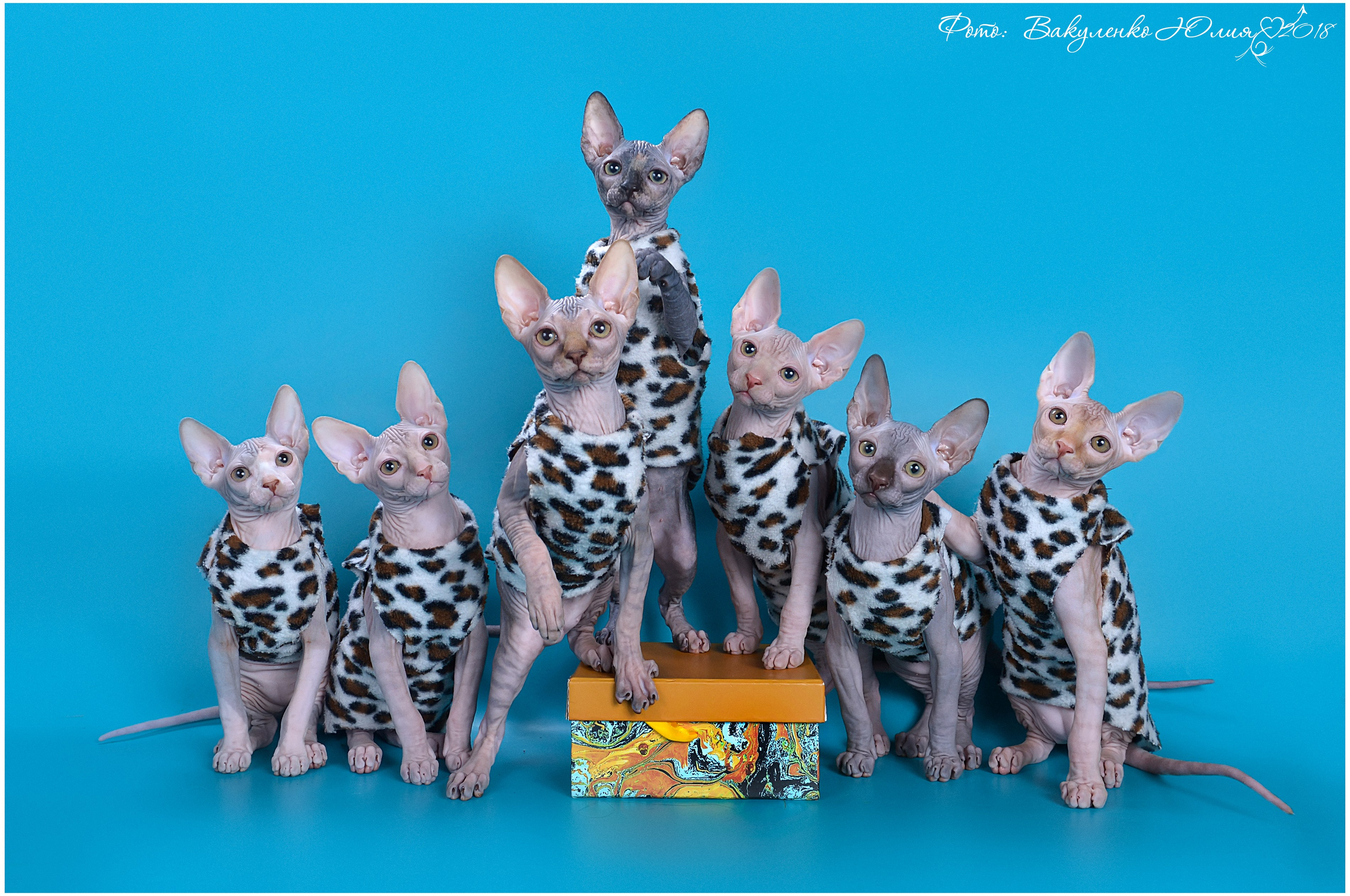 Услуги. Фотограф анималист | семейный Юлия Вакуленко, г. Краснодар