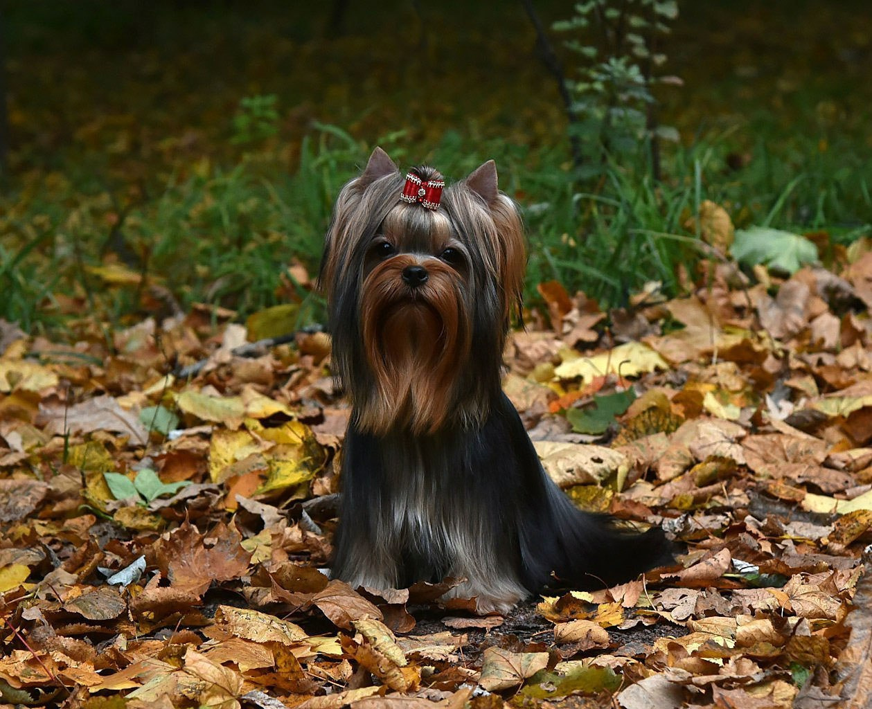 Дэнстайл Хуч. Питомник Йоркширских терьеров Дэнстайл в Санкт-Петербурге заводчик Тих