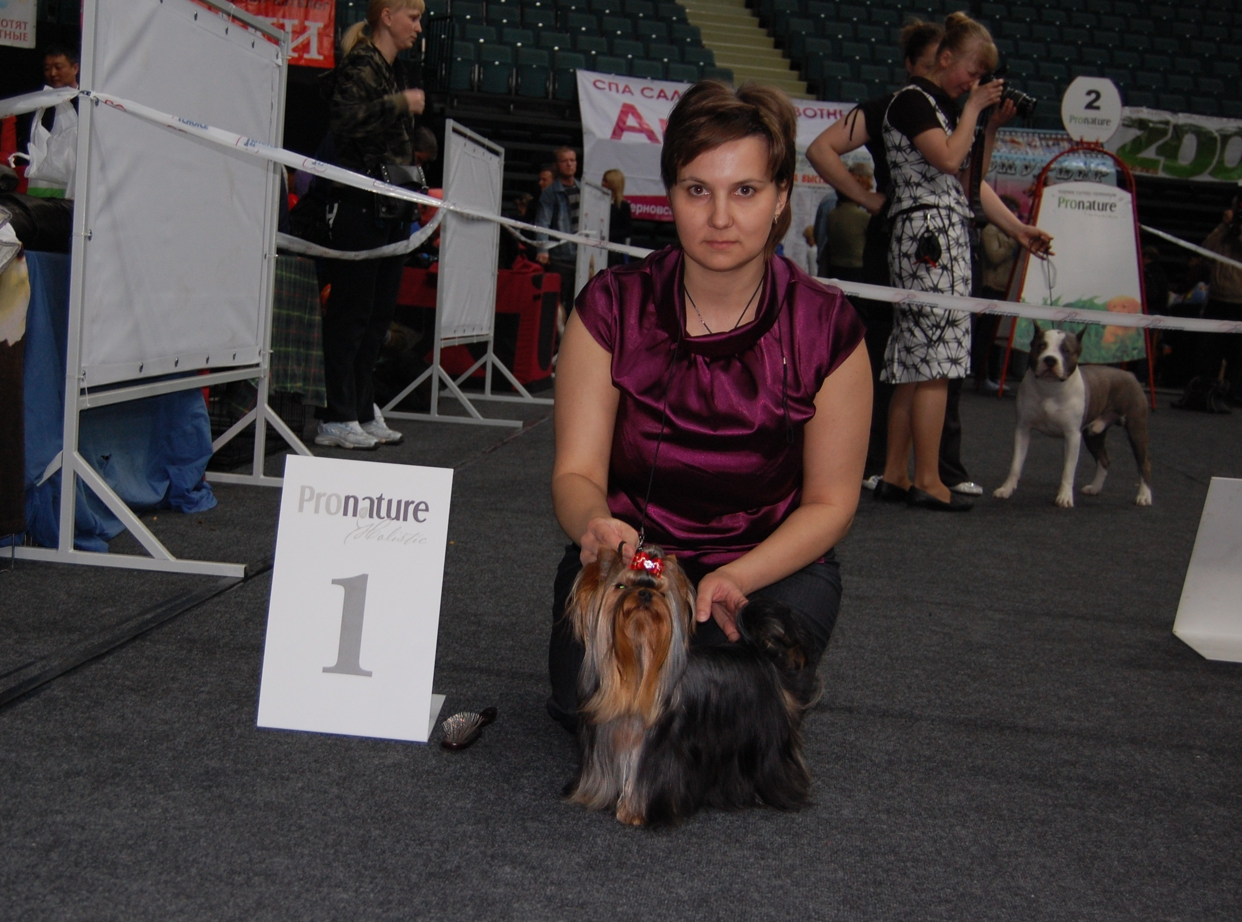 Dare To Dream Stribrne Prani. Питомник Йоркширских терьеров Дэнстайл в Санкт-Петербурге заводчик Тих