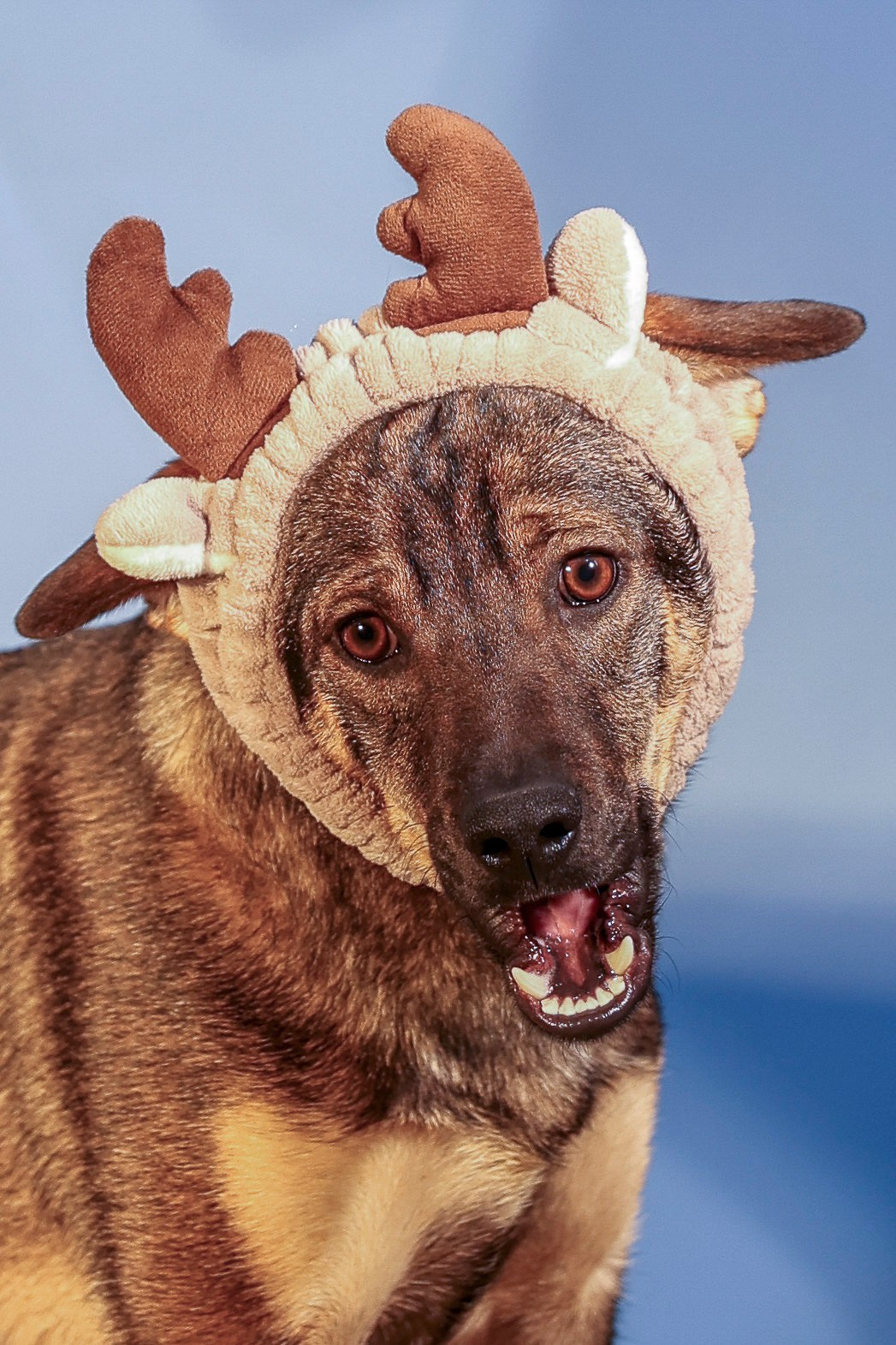 Приют четвероногий АНГЕЛ. Фотограф 📸 семейный, предметный, репортажный