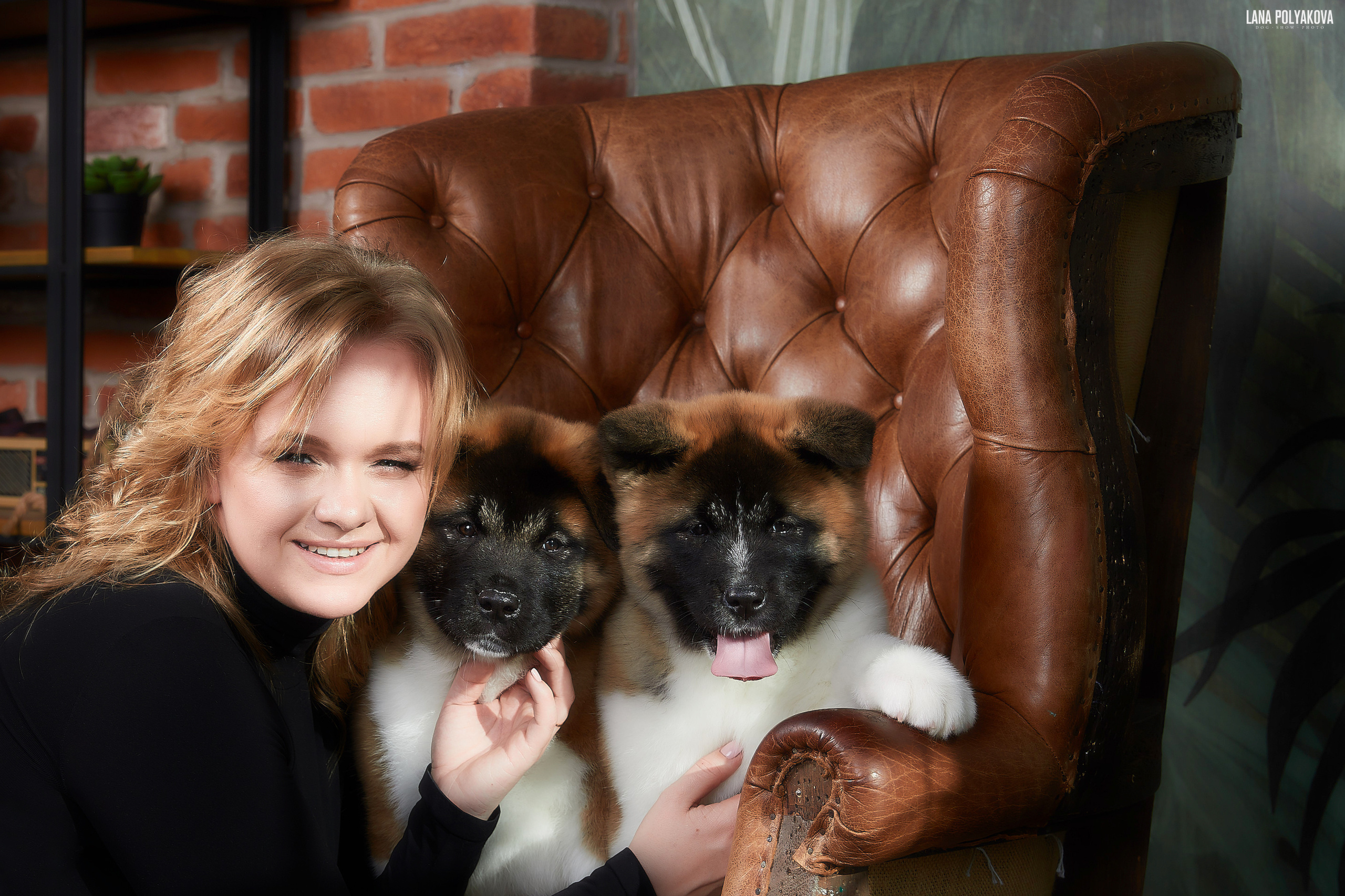 PHOTOSHOOT PUPPIES AMERICAN AKITA. LITTER "B". AMERICAN AKITA RUBYLIGHT KENNEL I SHIBA-INU