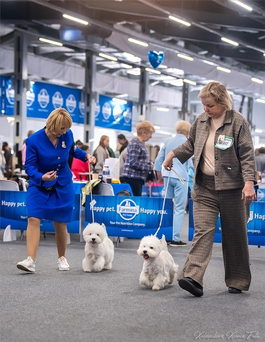 Самара — Рейтинговые выставки с особым статусом. Питомник собак породы вест хайленд вайт терьер в Москве