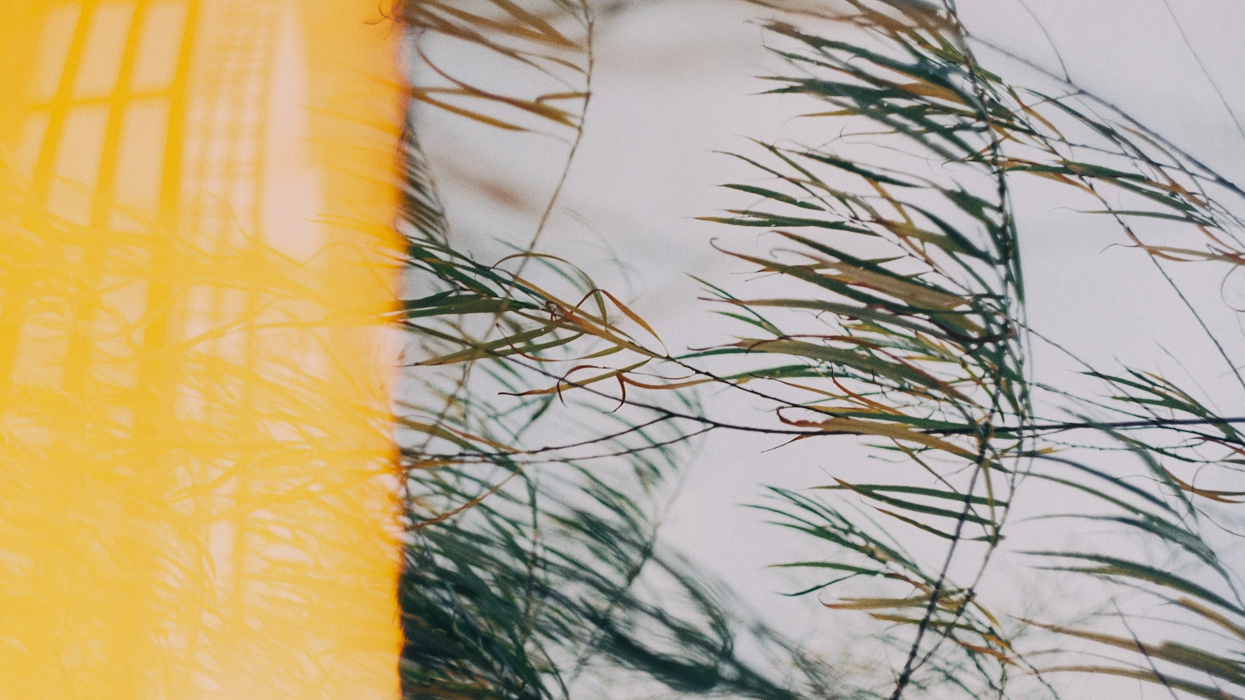 Первые кадры на пленку. Фотограф из Москвы — DASHA NOVA | Авторская фотография в разных жанрах