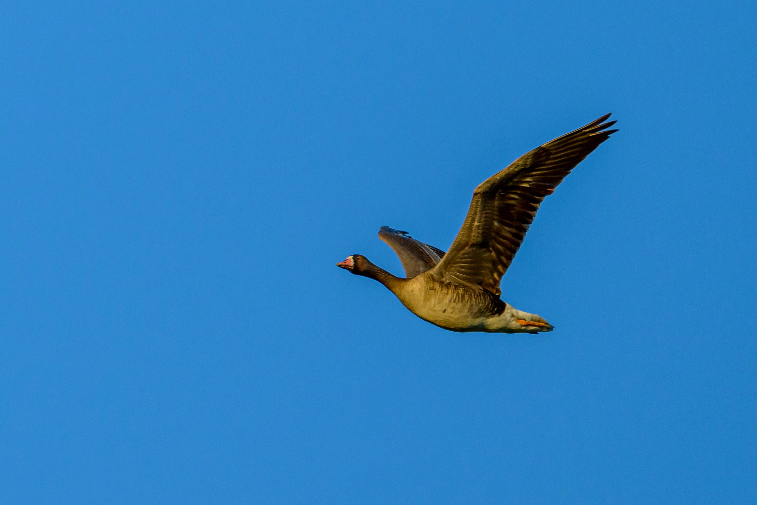 Совы на восходе. Wildlife photography by Sergey Puponin