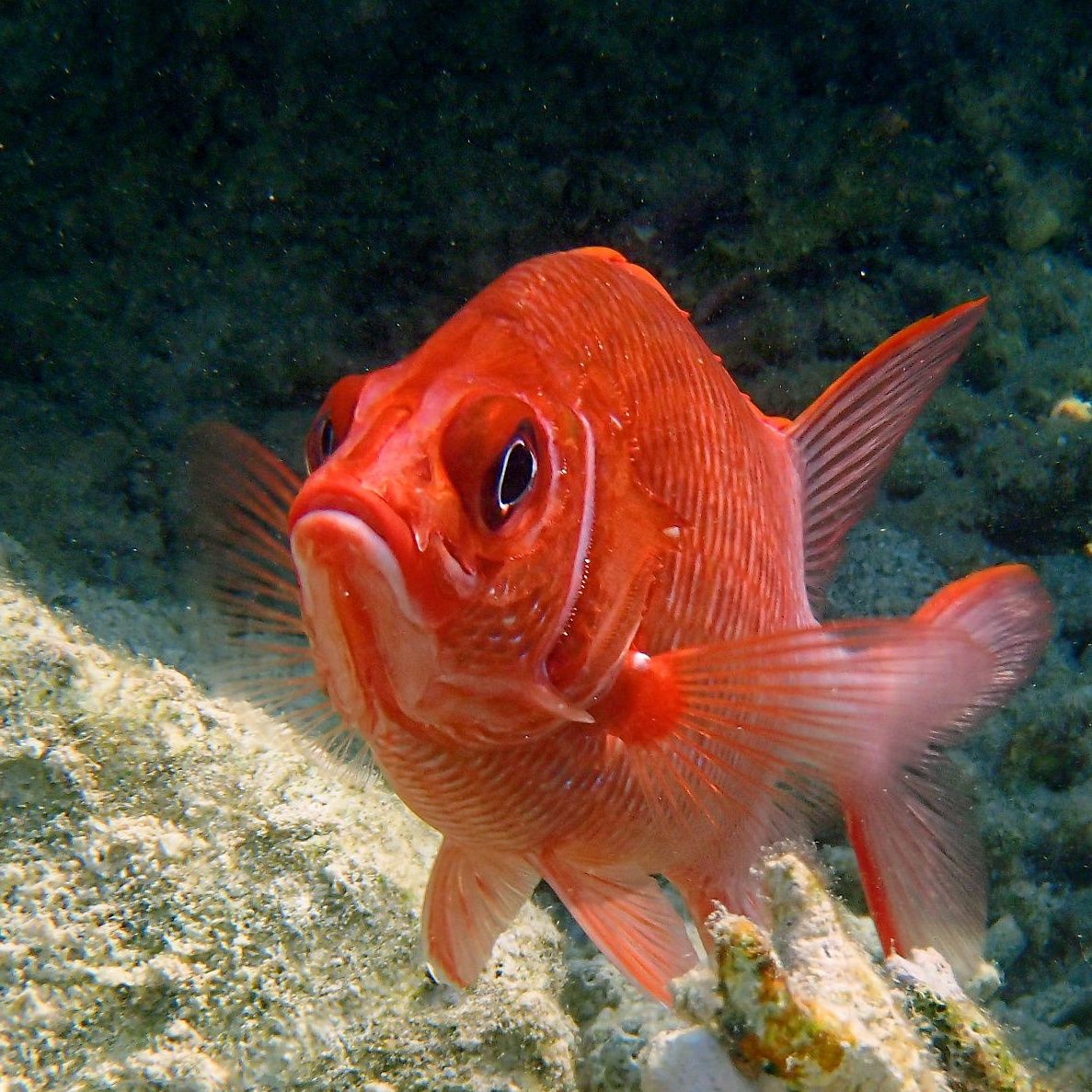 Сегодня сайт стал доступен. Рыбов показываю