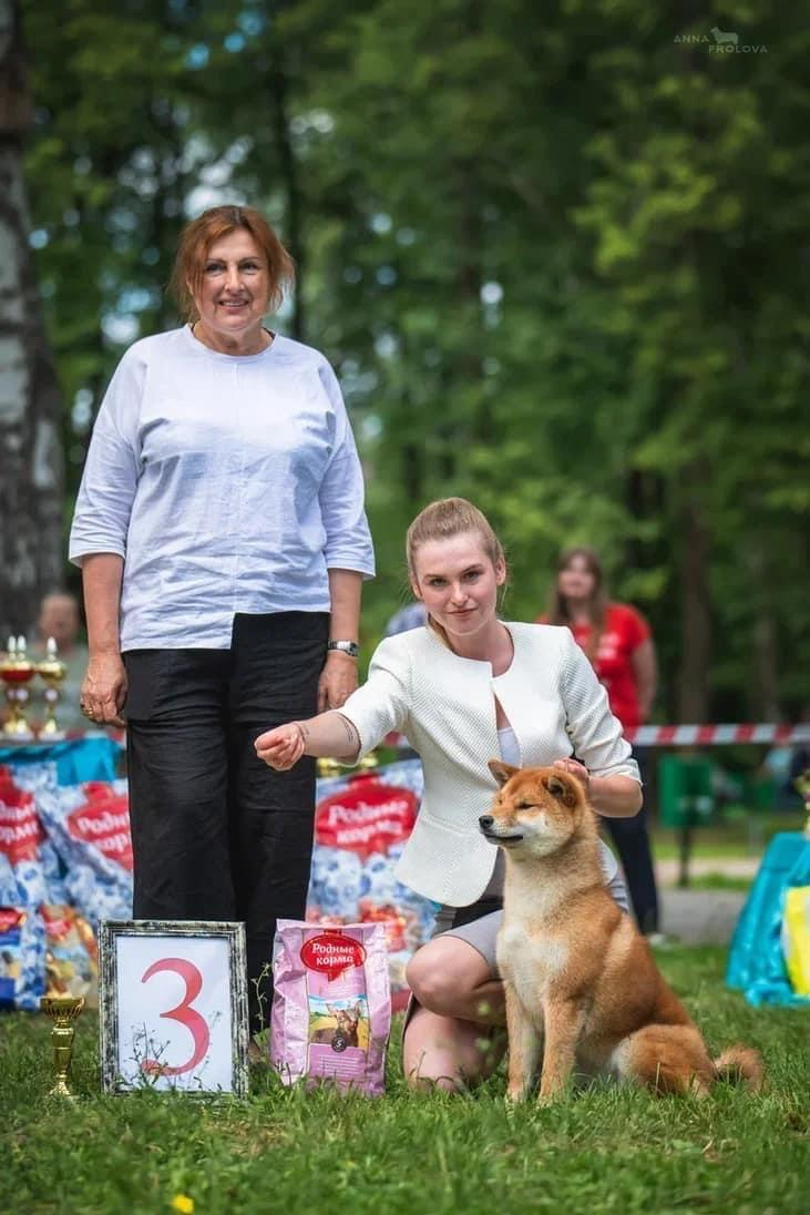 2022. SHIOMARU Shiba and Akita Inu Kennel